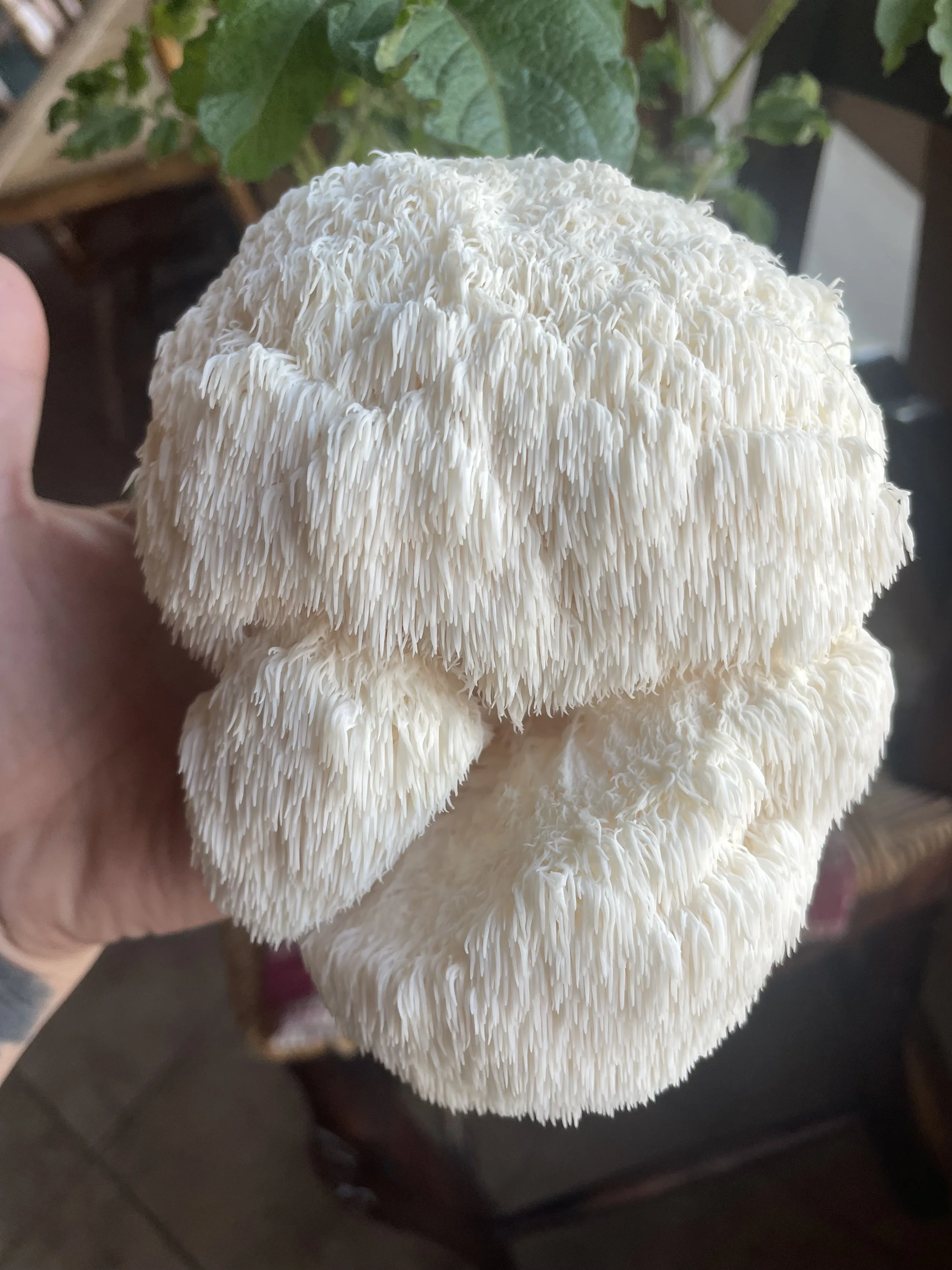 🍄‍🟫Lion’s Mane✨ 