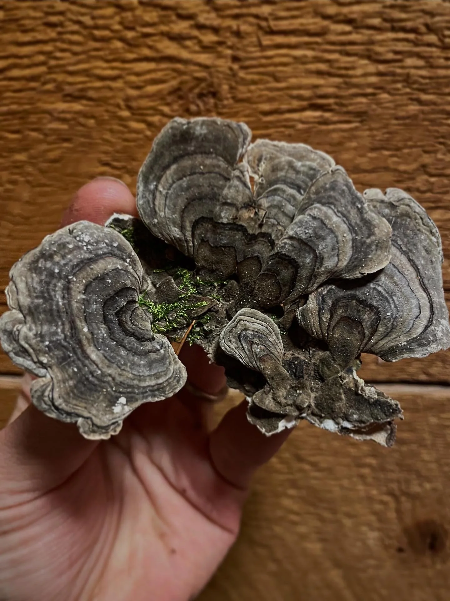 🍄‍🟫Turkey Tail 
🦃Trametes Versicolor