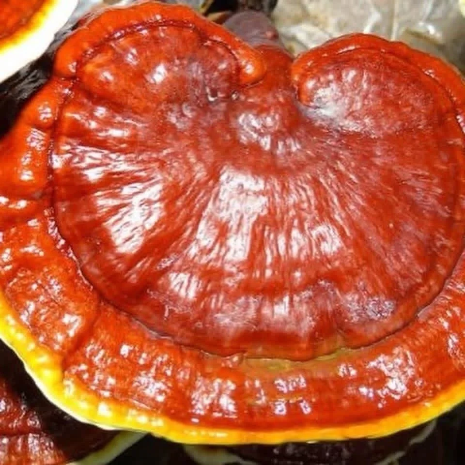 🍄‍🟫Reishi Mushroom
✨Ganoderma Lucidium 