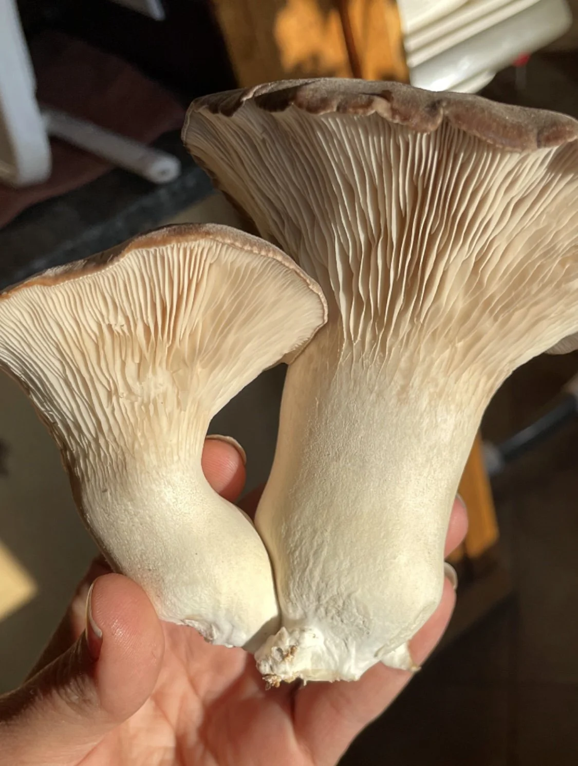 🍄‍🟫King Trumpet Oyster Mushrooms✨