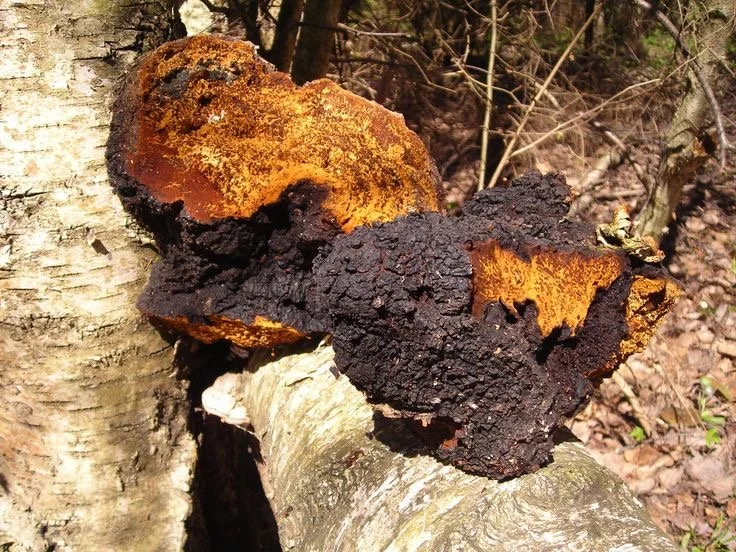 🍄‍🟫Chaga Mushroom✨