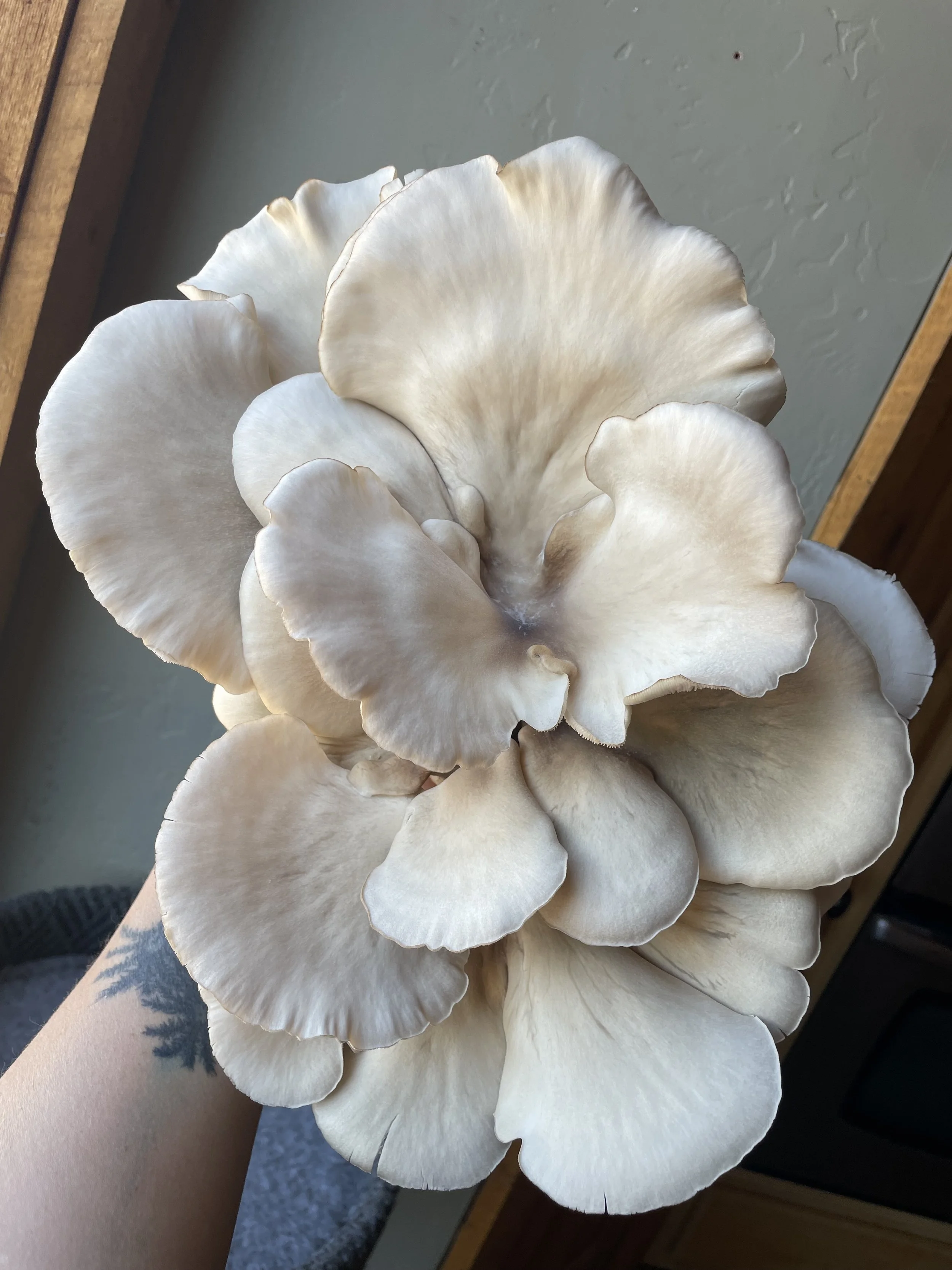 🍄‍🟫Pearl Oyster Mushroom✨