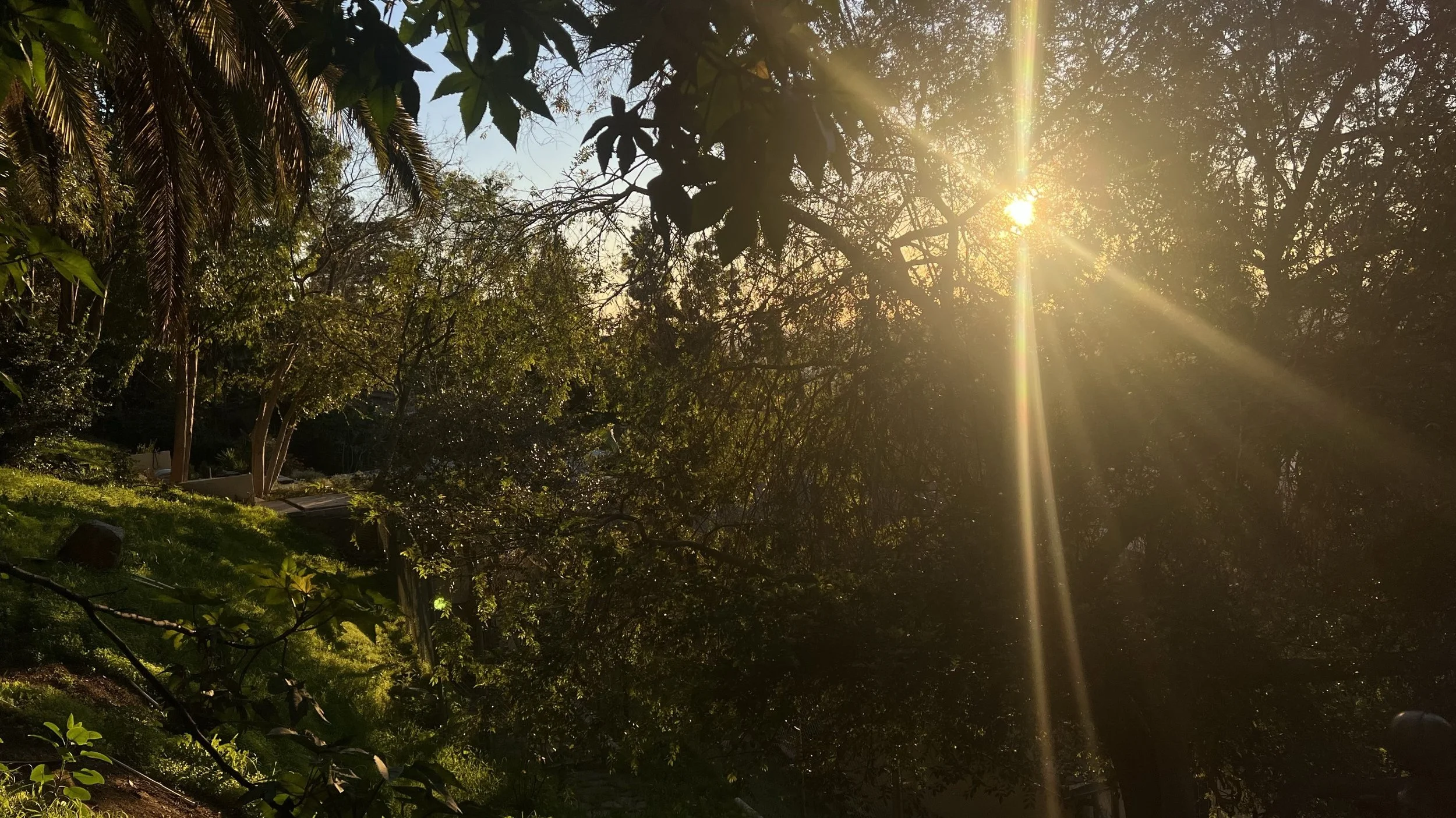 Sunlight shining through a dense canopy of trees in Los Angeles California taken by Rein Short licensed acupunturist