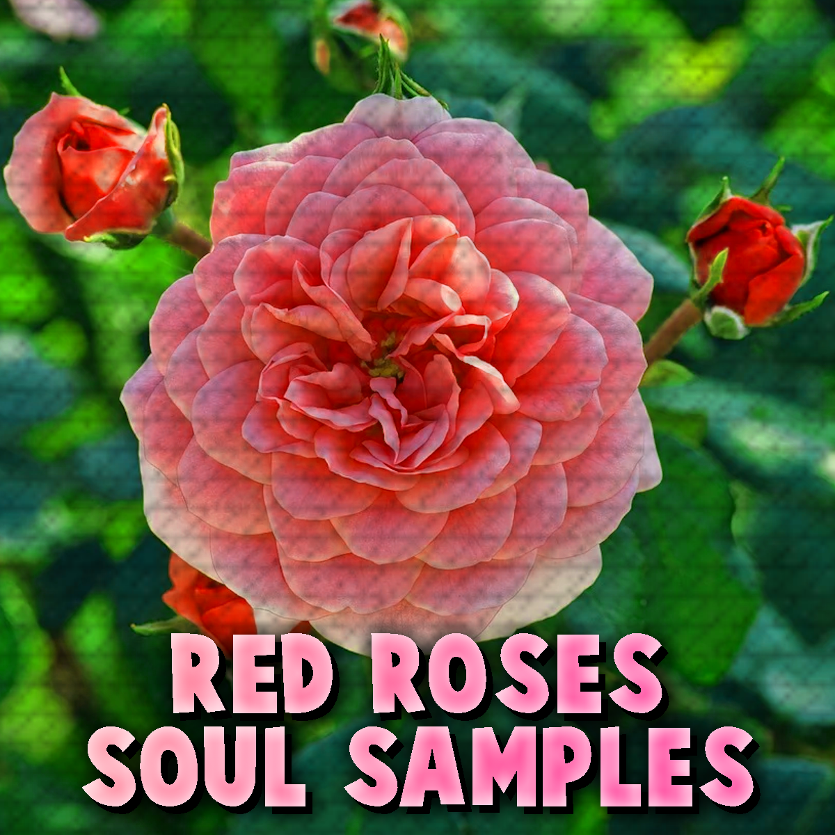 Red Roses SOUL SAMPLE Loop Kit