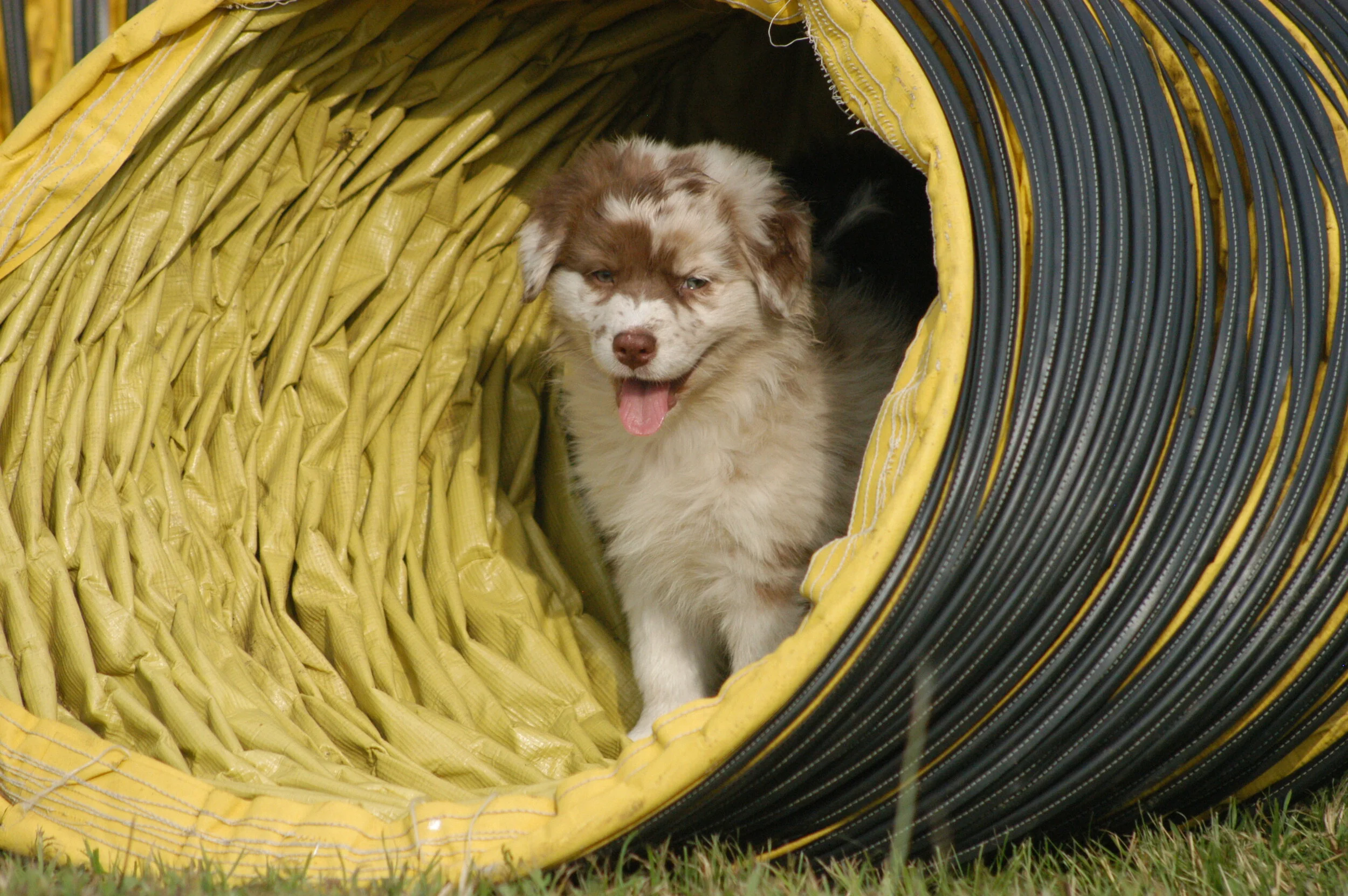 Sault Ste. Marie Kennel Club Since 1964 Dog Training in Sault Ste. Marie