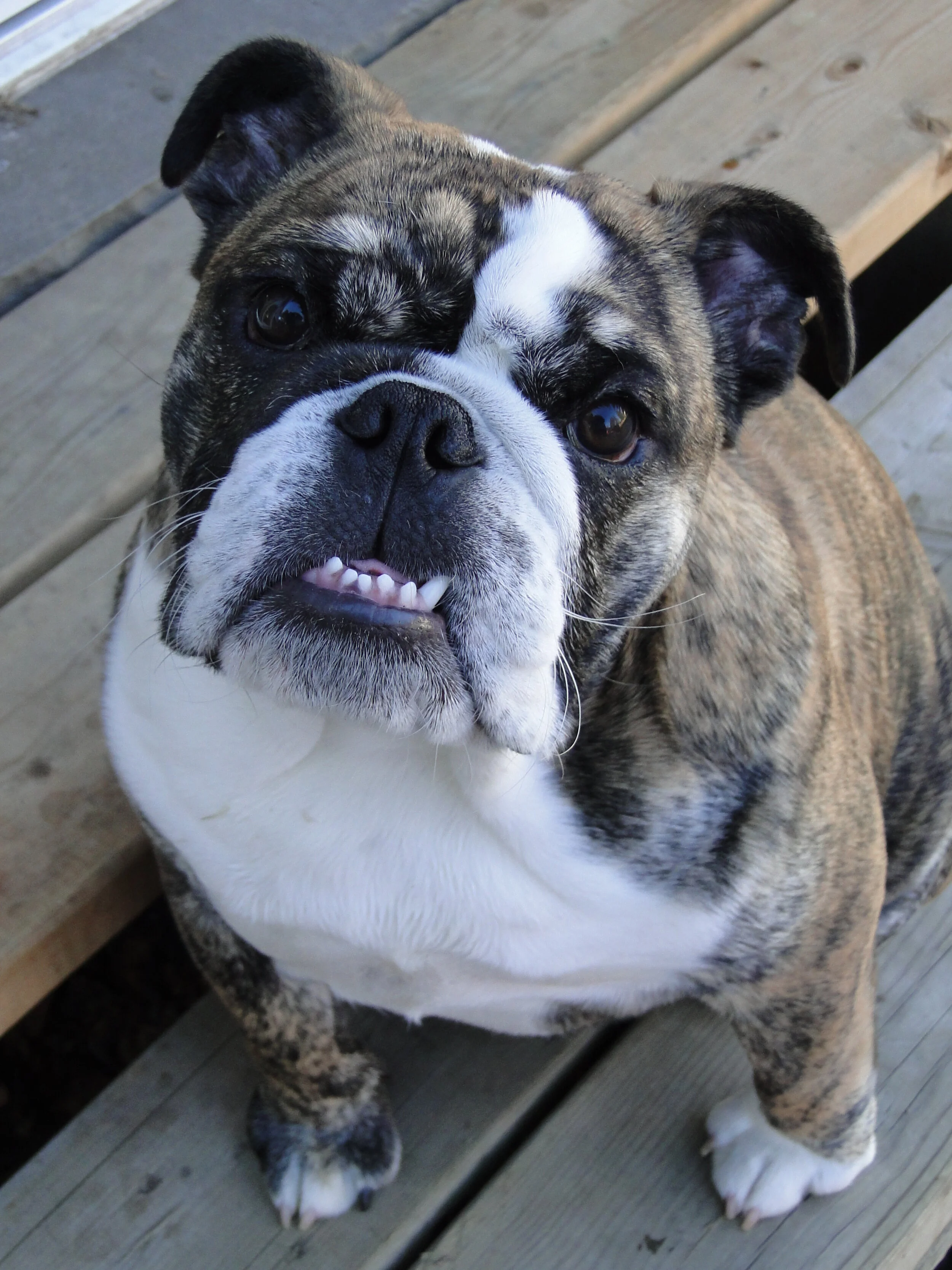 Sault Ste. Marie Kennel Club Since 1964 Dog Training in Sault Ste. Marie