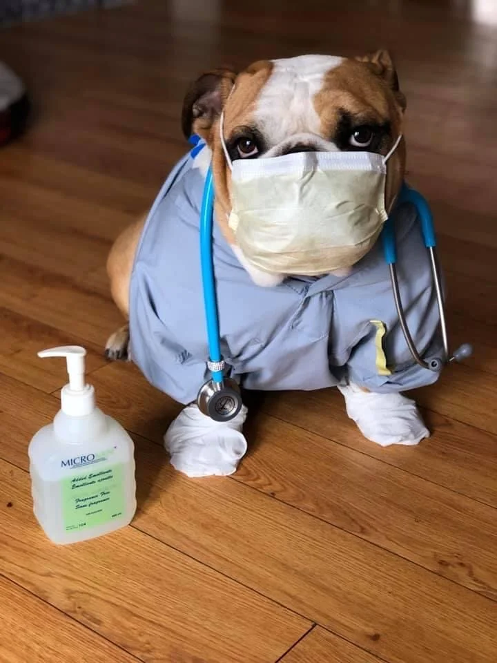 Sault Ste. Marie Kennel Club Since 1964 Dog Training in Sault Ste. Marie