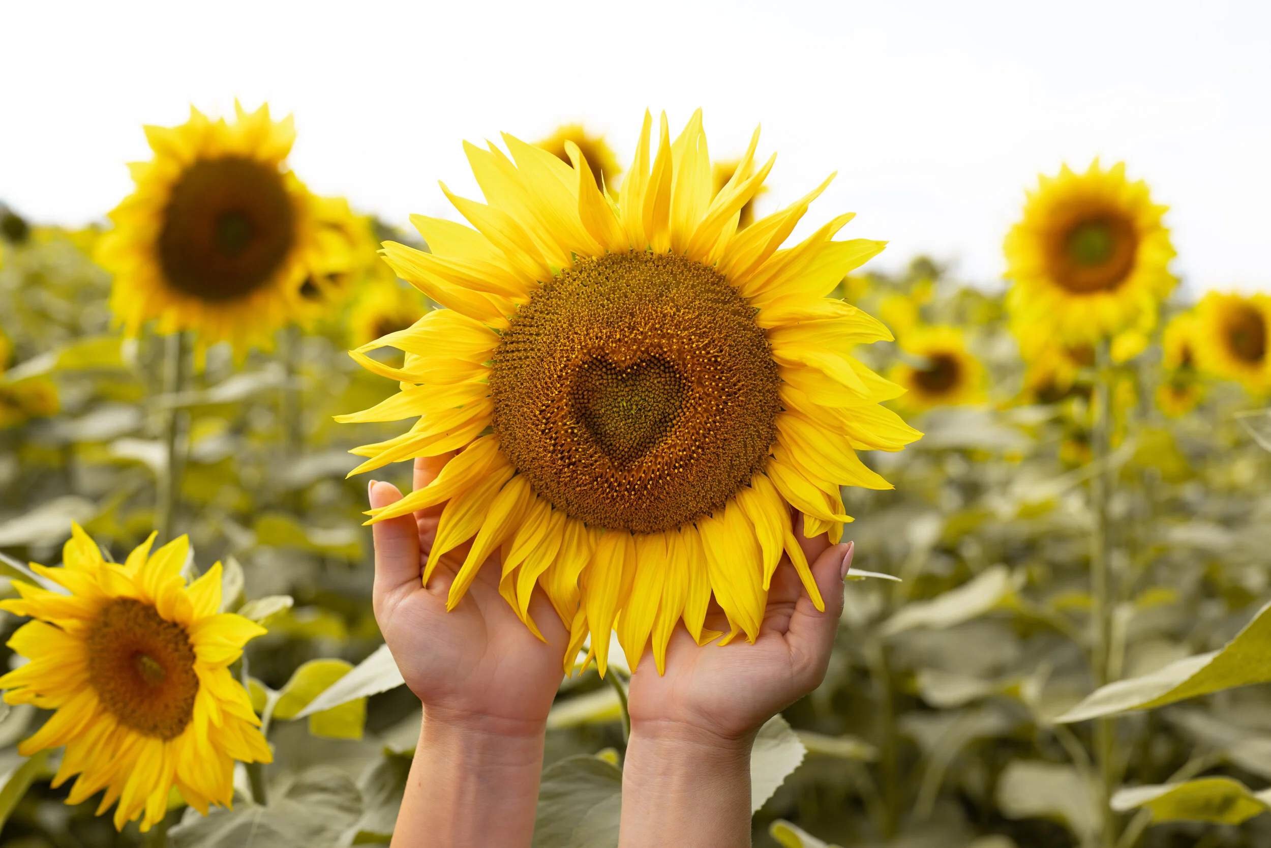 Happiness &amp; Contentment