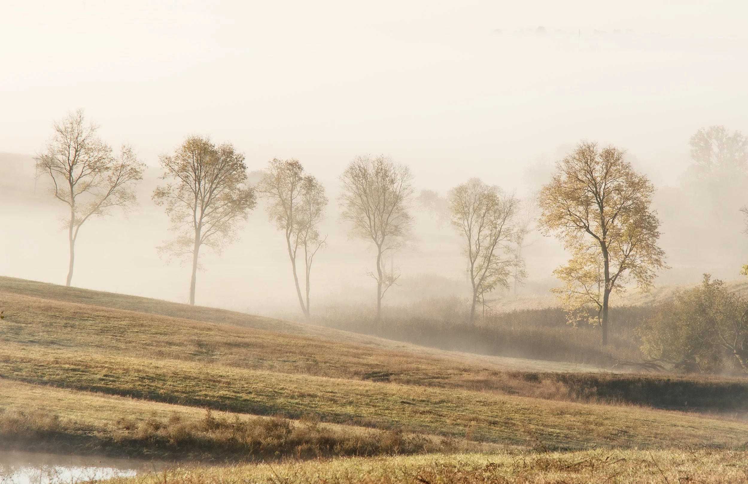 Foggy Mornings.jpg