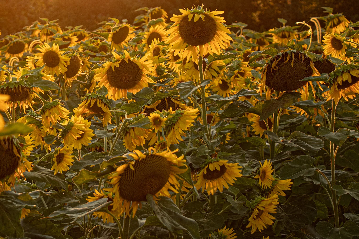 Morning Routine…Part 2