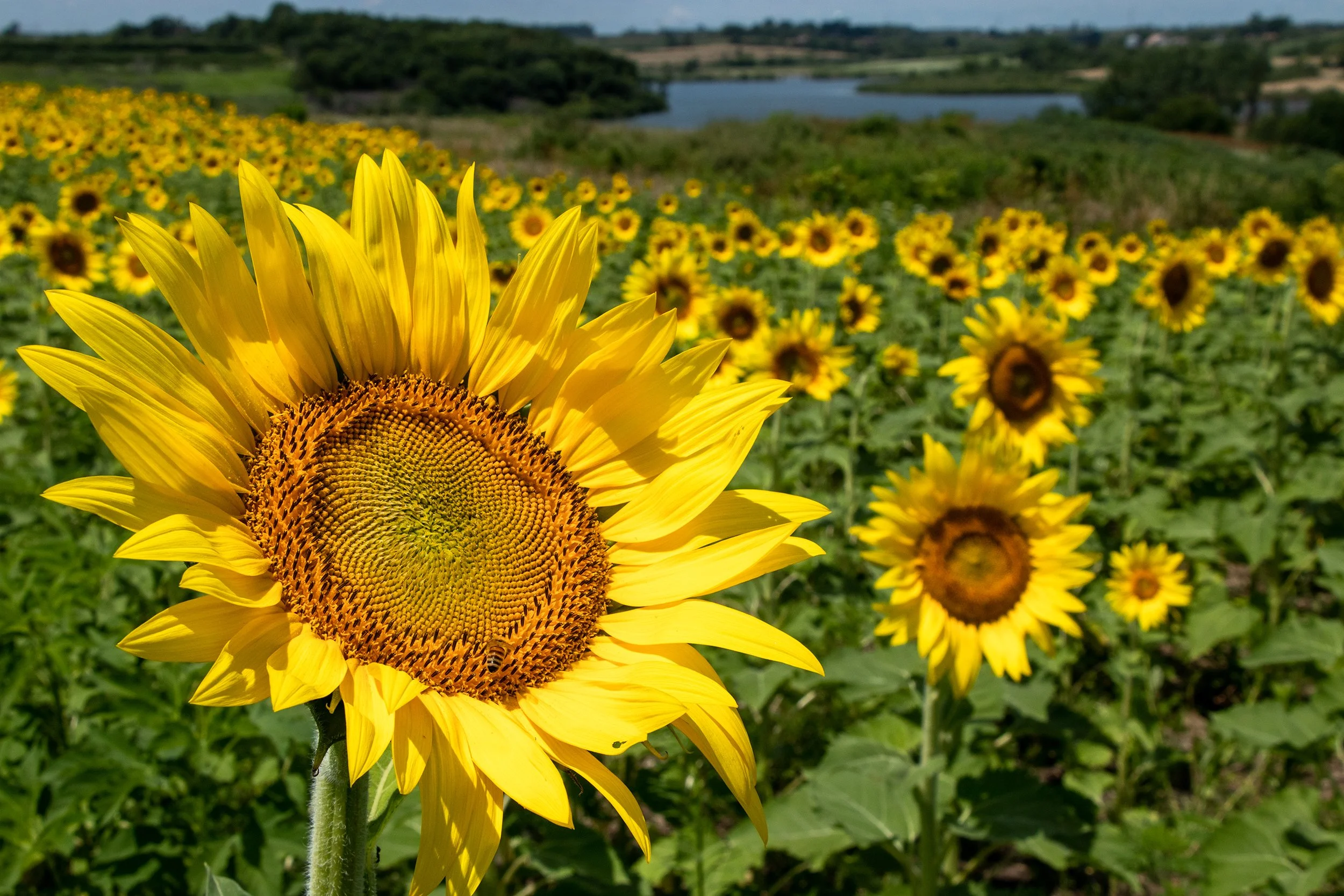 Facing the Sun.jpg