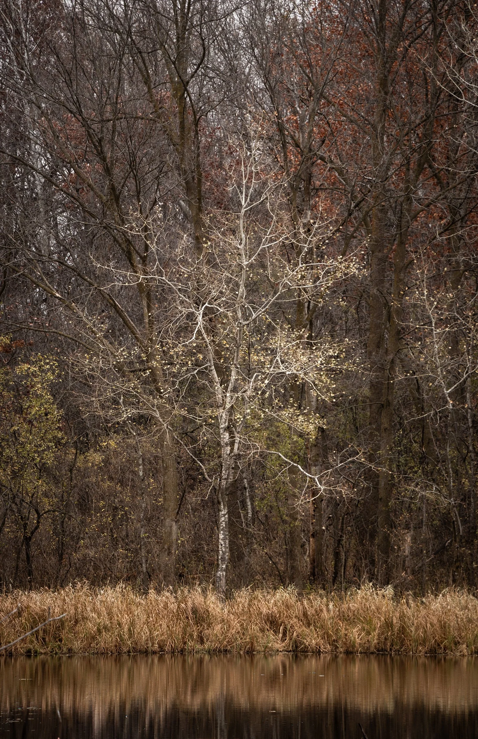 Dancing Branches.jpg