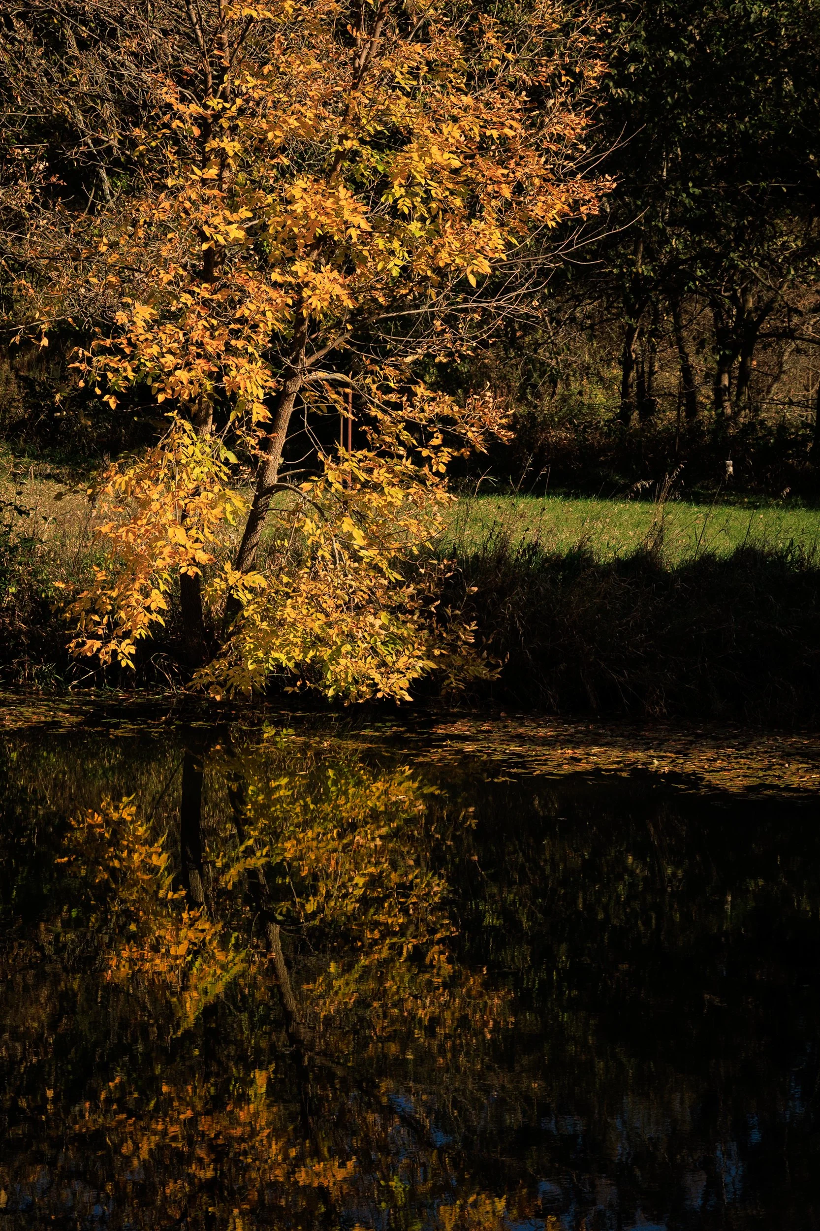 Fall Reflection 3.jpg