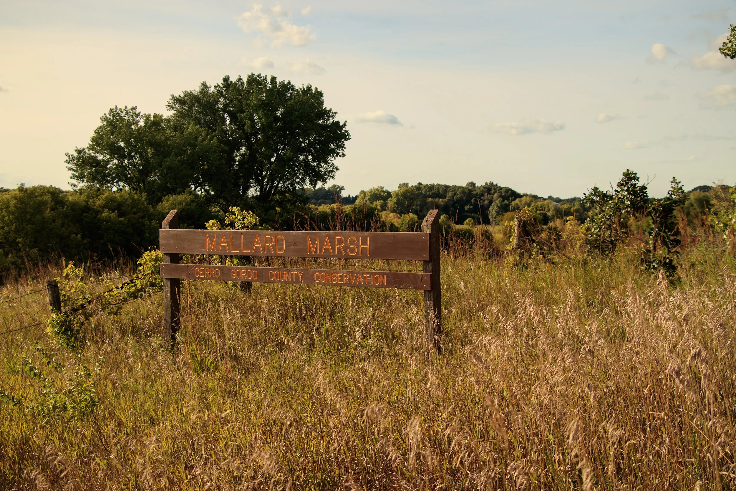 _MG_7912.jpg