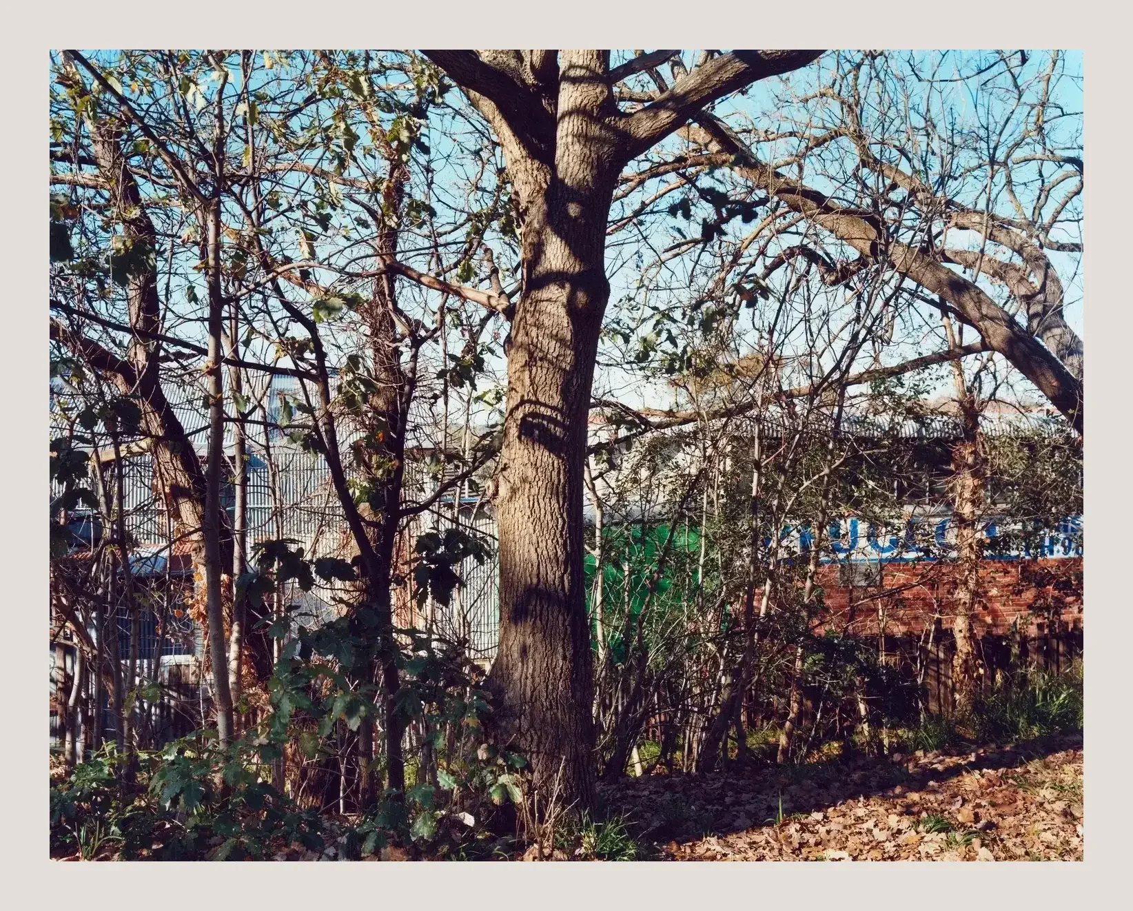  Kerrigans  2023 
from the series  The Cutting  
chromogenic print  
101.6 x 127 cm