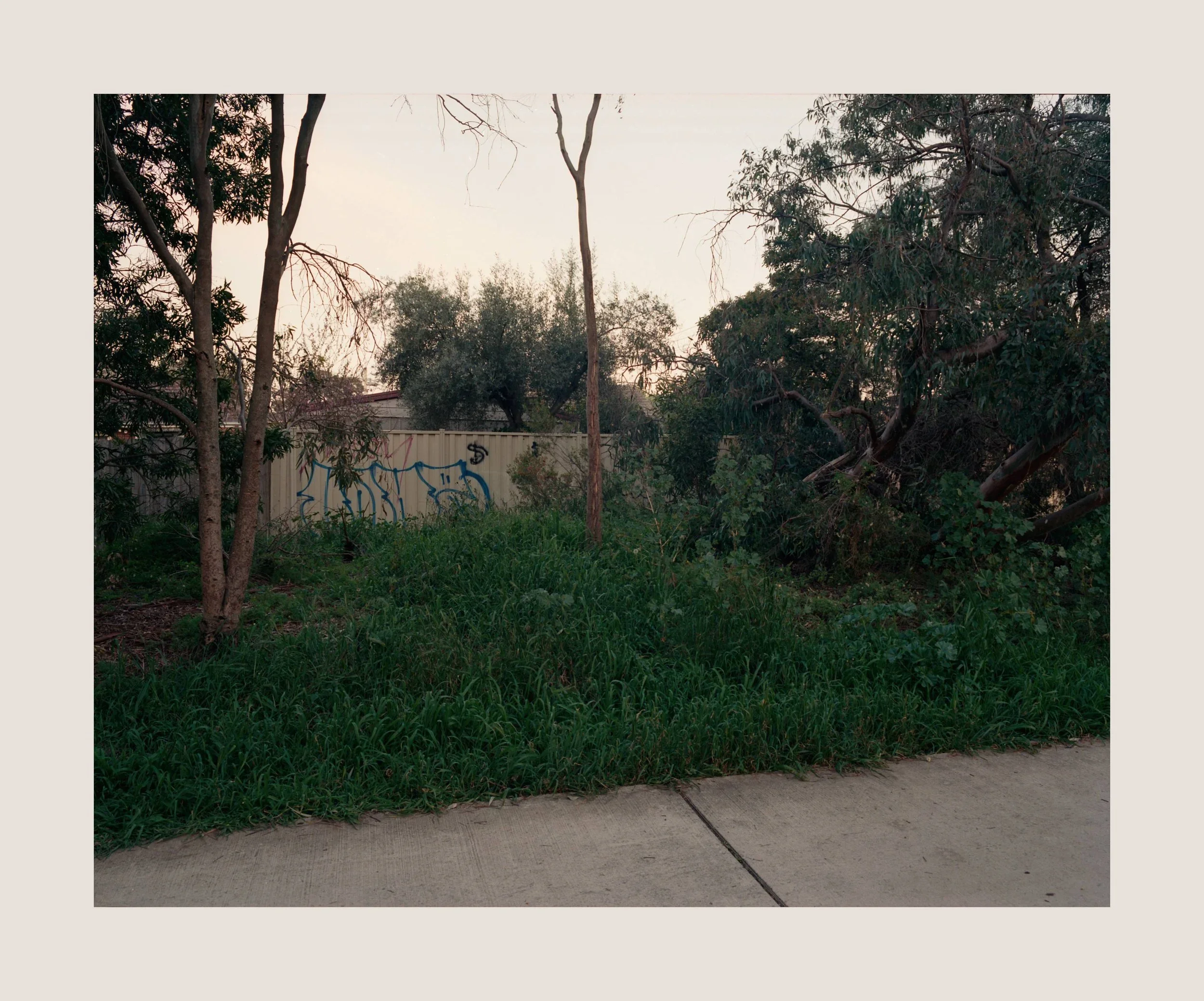  Forest Park  2026–present 
from the series  The Trail  
film scans from colour negative