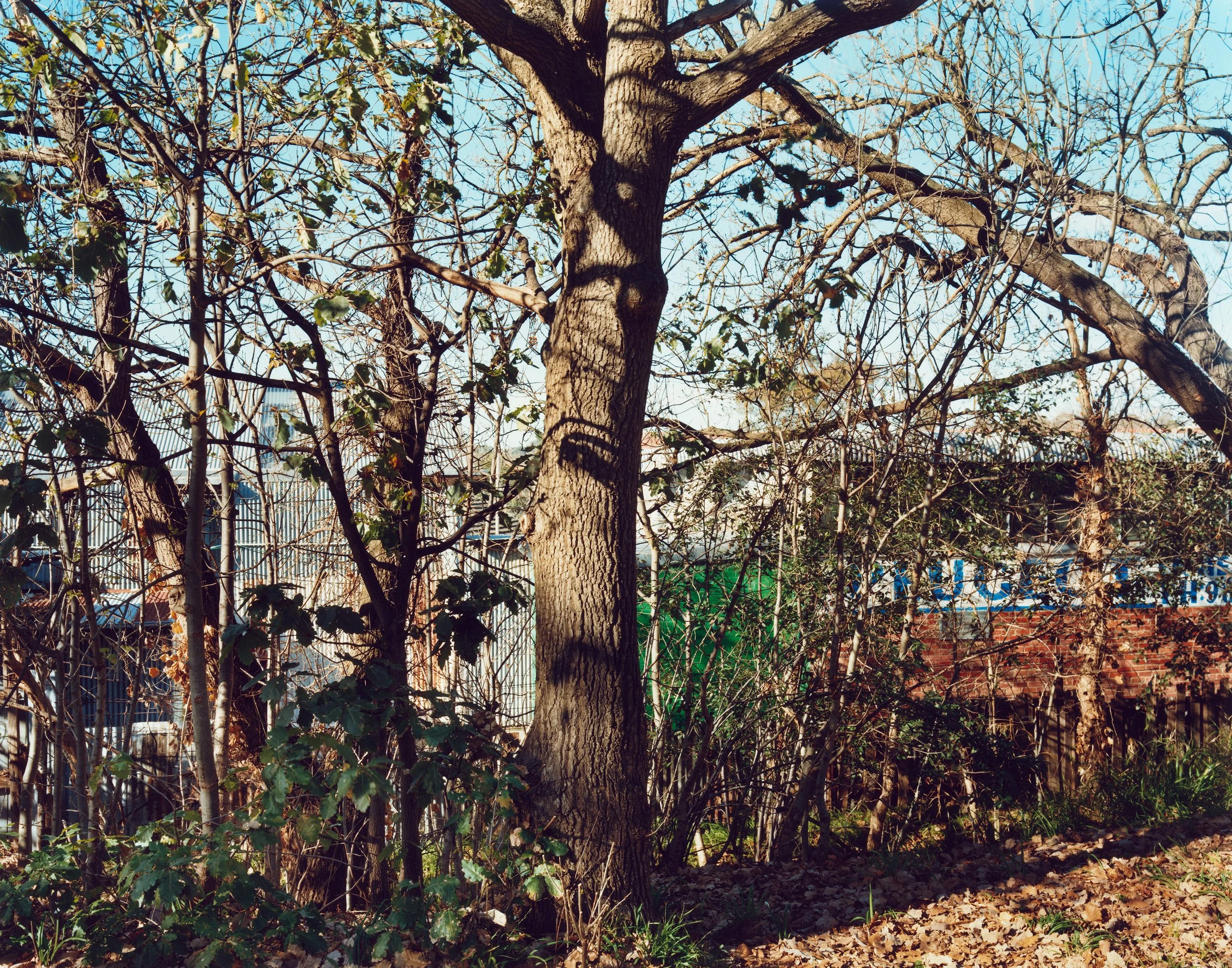  Kerrigans  2023 
from the series  The Cutting  
chromogenic print  
50.8 x 64.3 cm  
Exhibitions 
2023 CCP x Hahnemühle Summer Salon, Centre for Contemporary Photography, Melbourne 
2024 'Hand Made', Melbourne Camera Club, Melbourne 
Youth group, fi