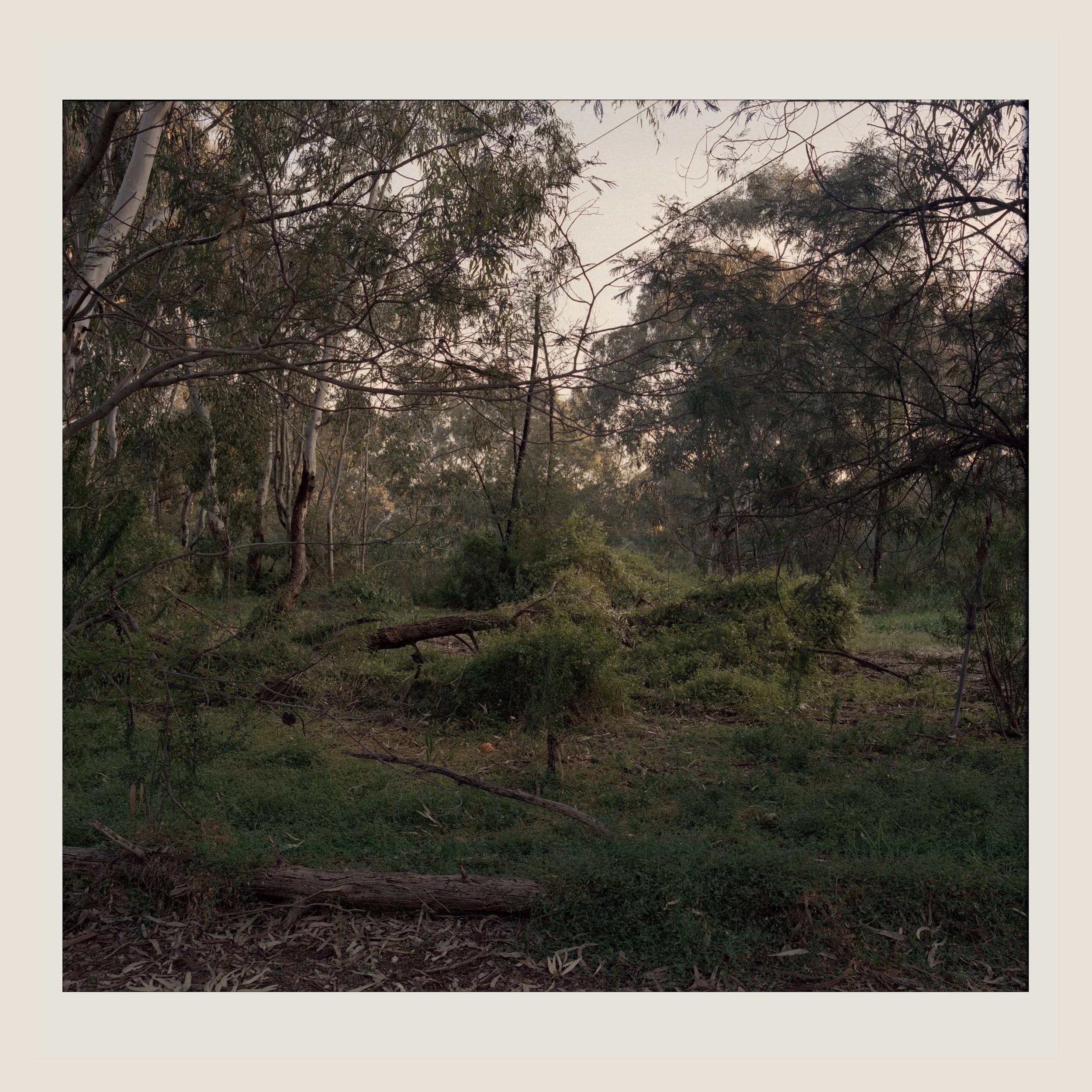  Southern Road Wetlands  2026–present 
from the series  The Trail  
film scans from colour negative