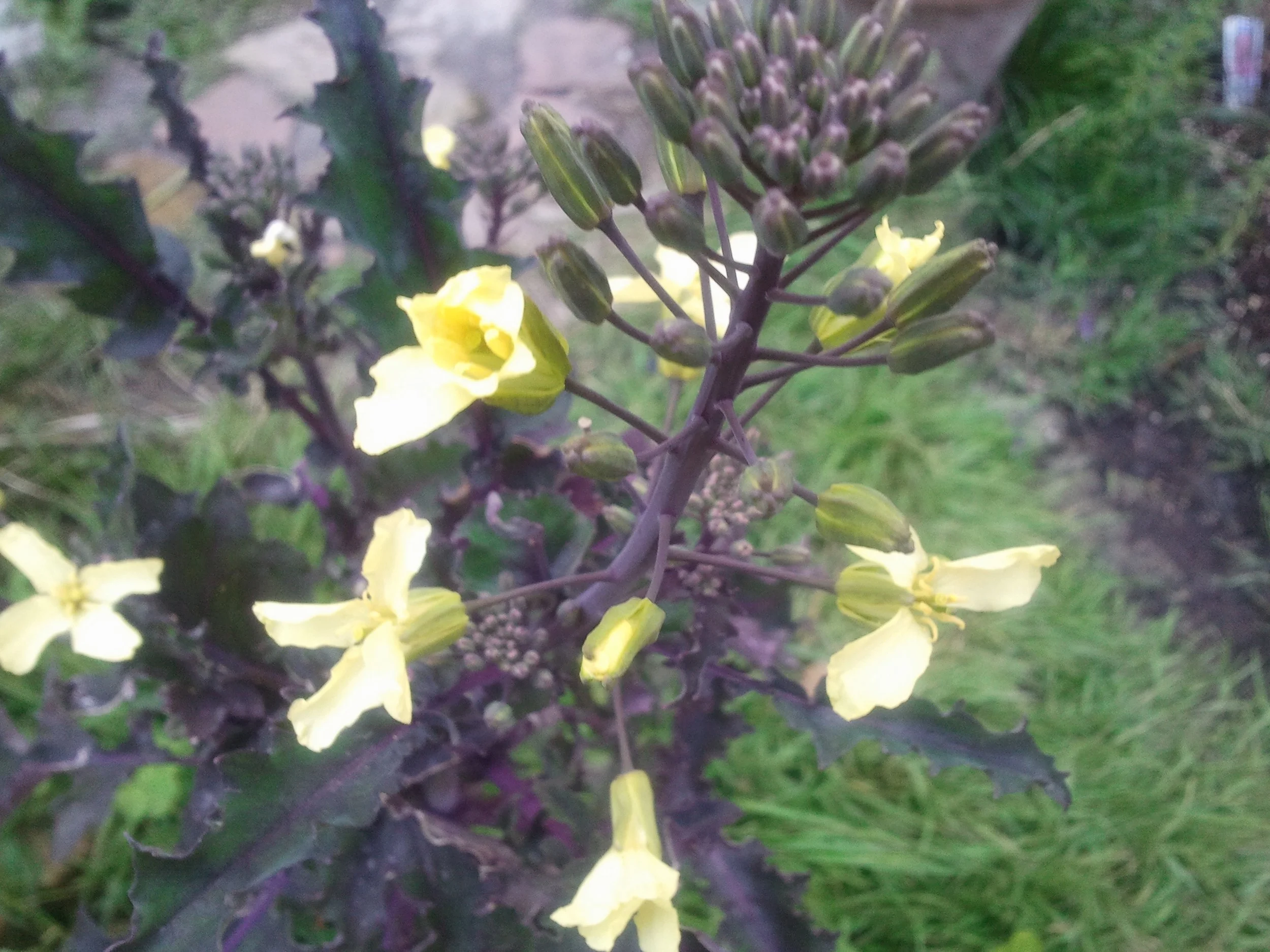 2012-05-14 15.45.46.jpeg