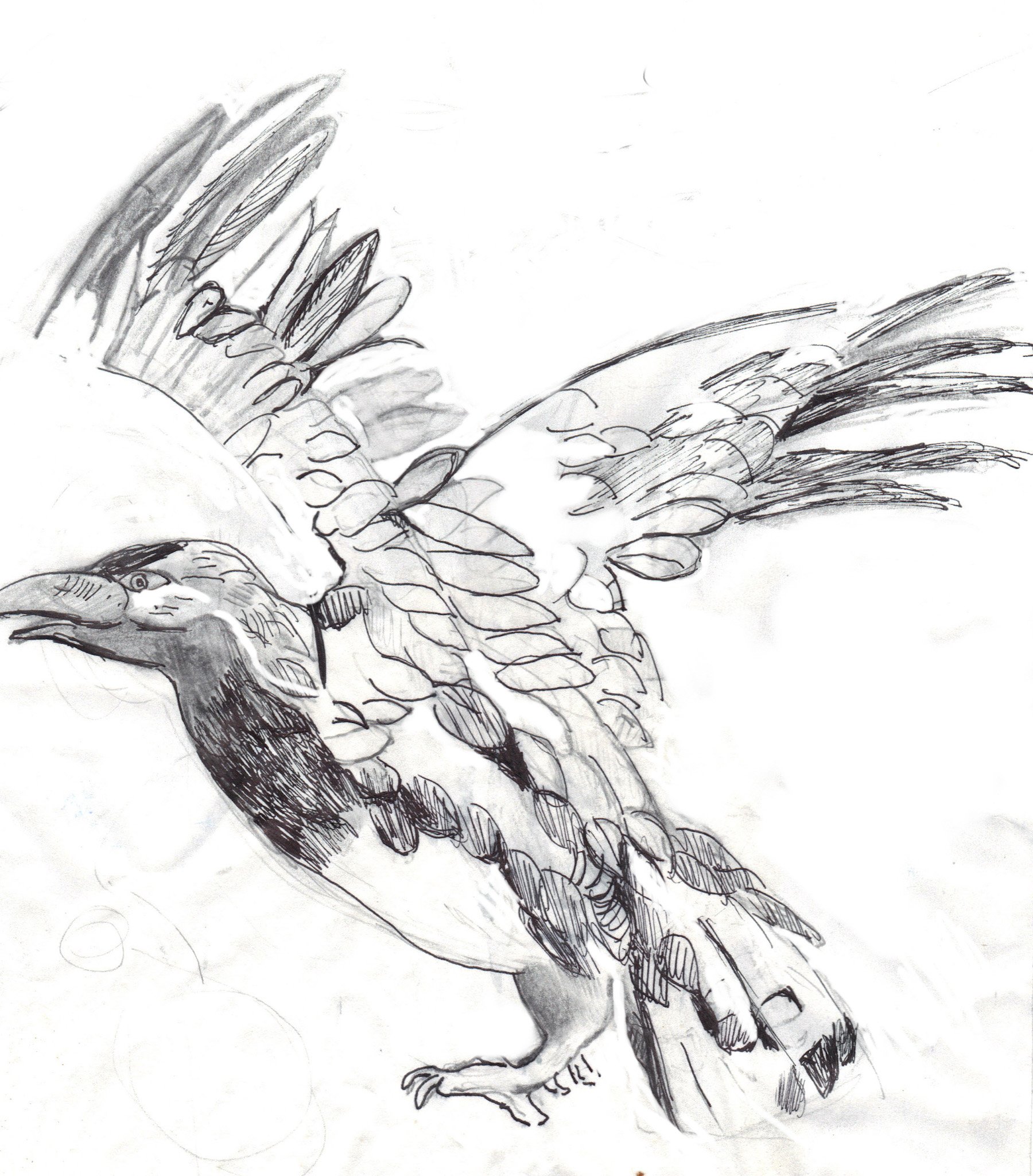 "Eagle Drawing" 2017, Pen on paper, Study for a sculpture