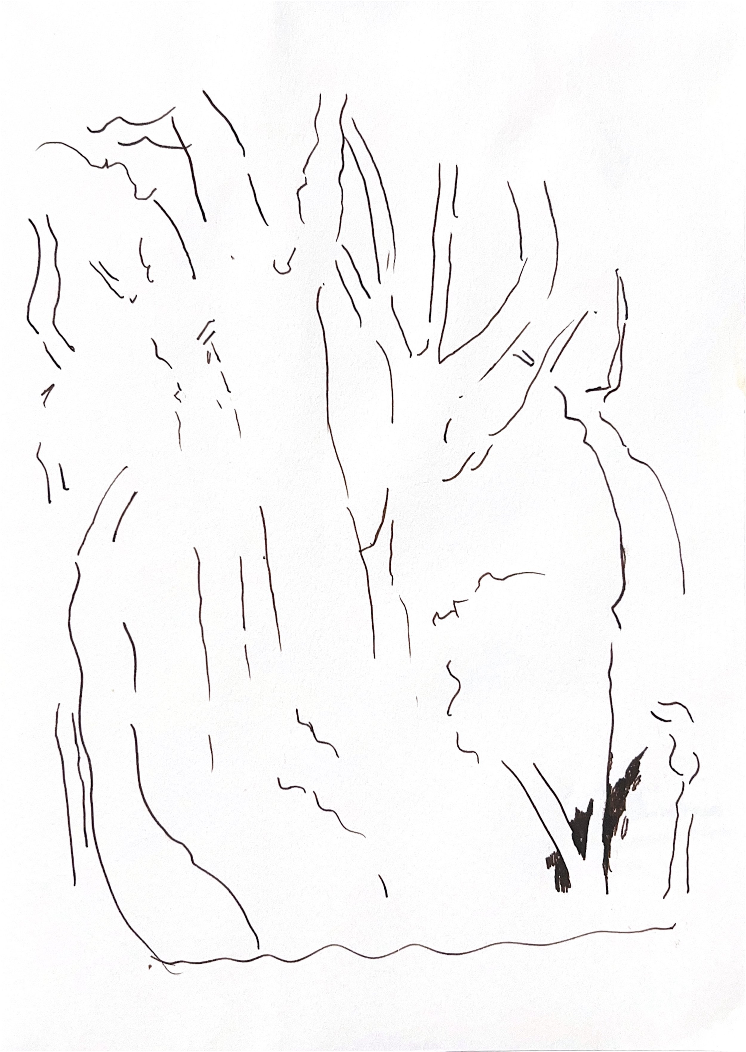 "Essence of Trees" 1990's, Pen on paper