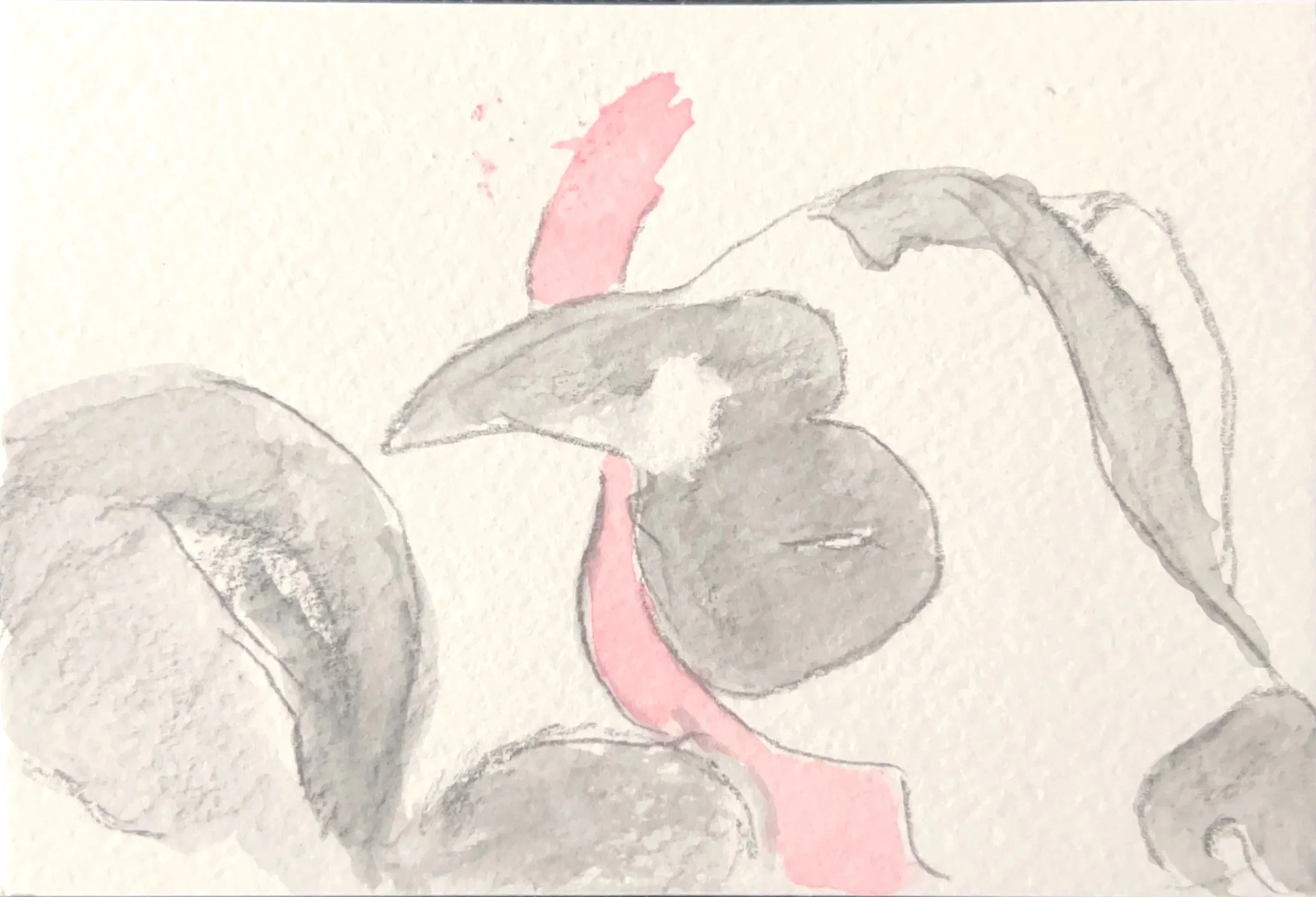 "Lucy my Good Friend" 2016, Pencil & watercolor on paper