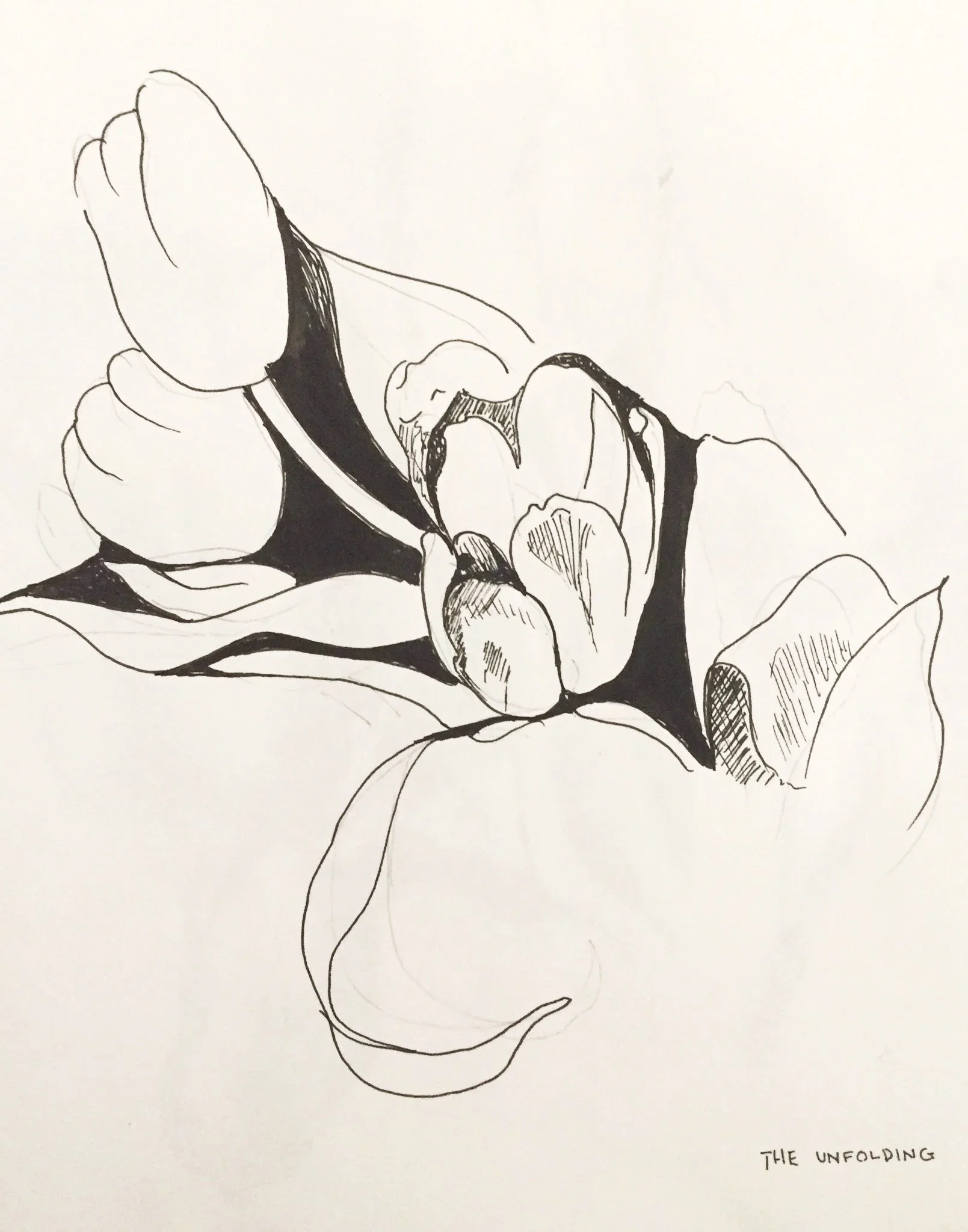 "Flowering" 5/11/2019, Pen on archival paper, Chicago Botanical Garden Master Drawing Class