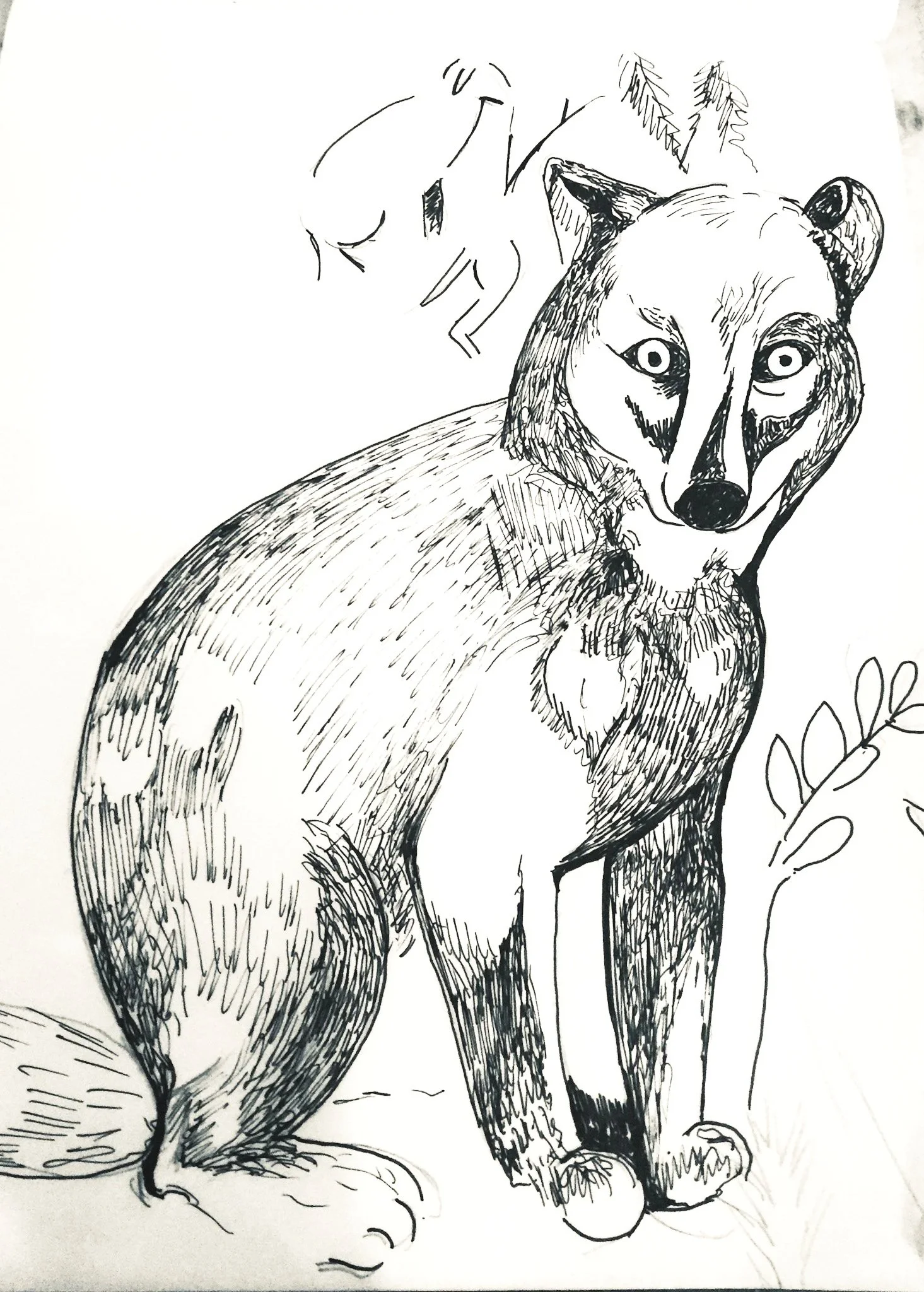 "Fox From the Field Museum Display Box" 2019, Pen on paper, For Class at Sullivan High School