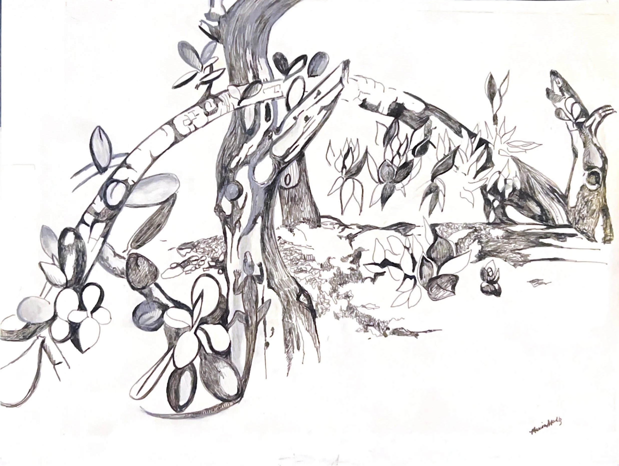The Jade Tree, 1977, Ink on paper