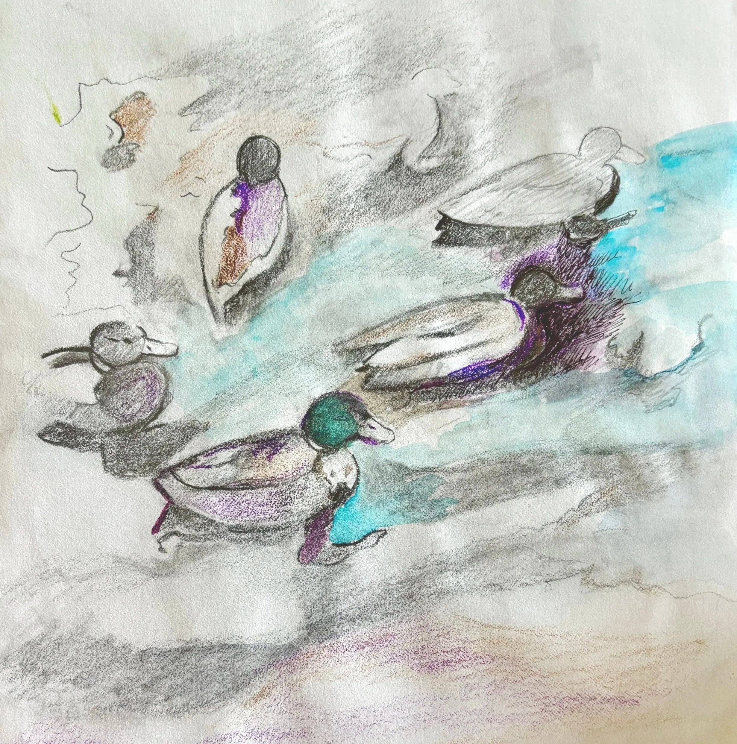 "Ducks Converging" 2022, Pencil, Colored pencil and watercolor on paper