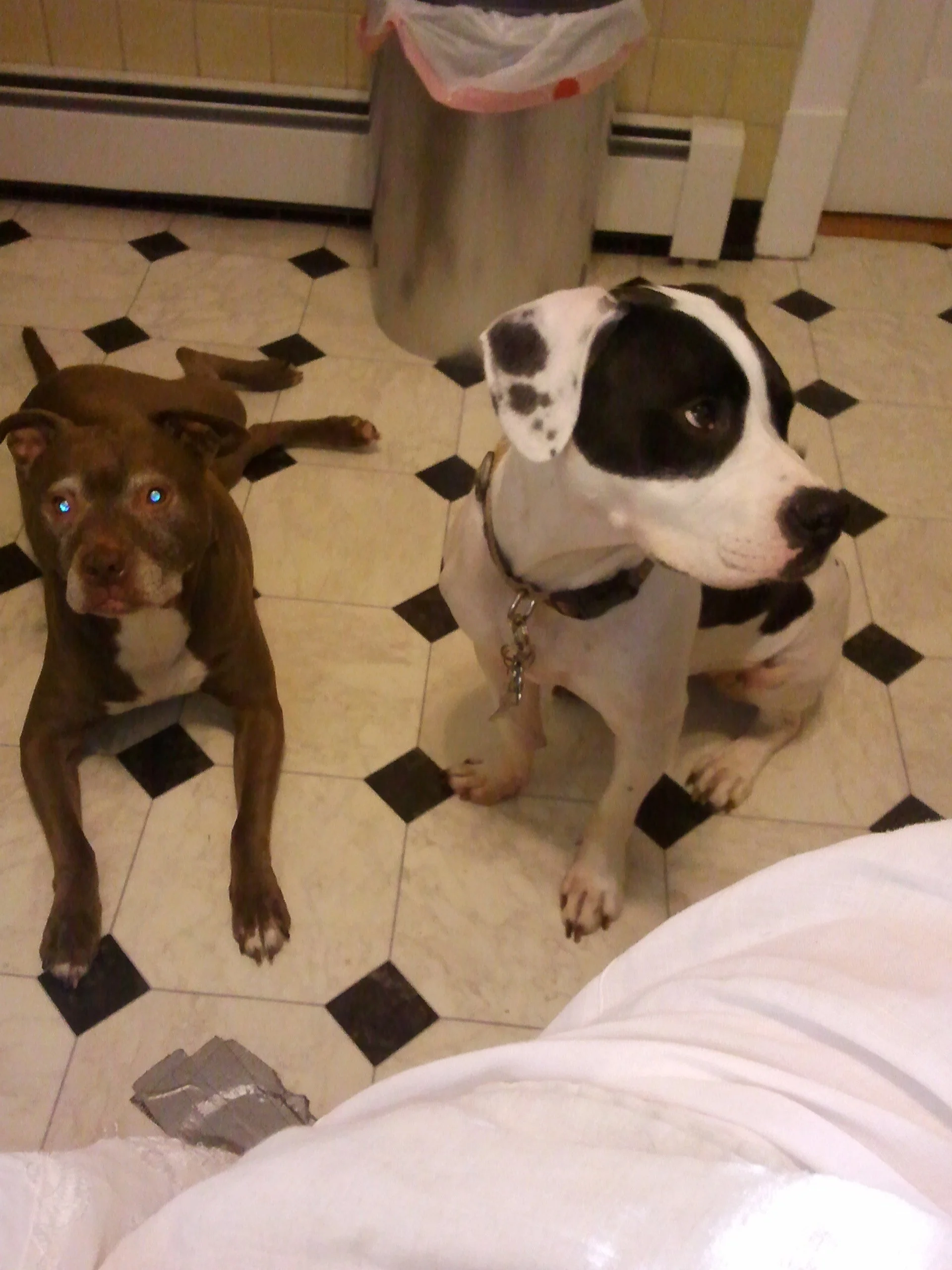 lucy 1 and minnie.jpeg