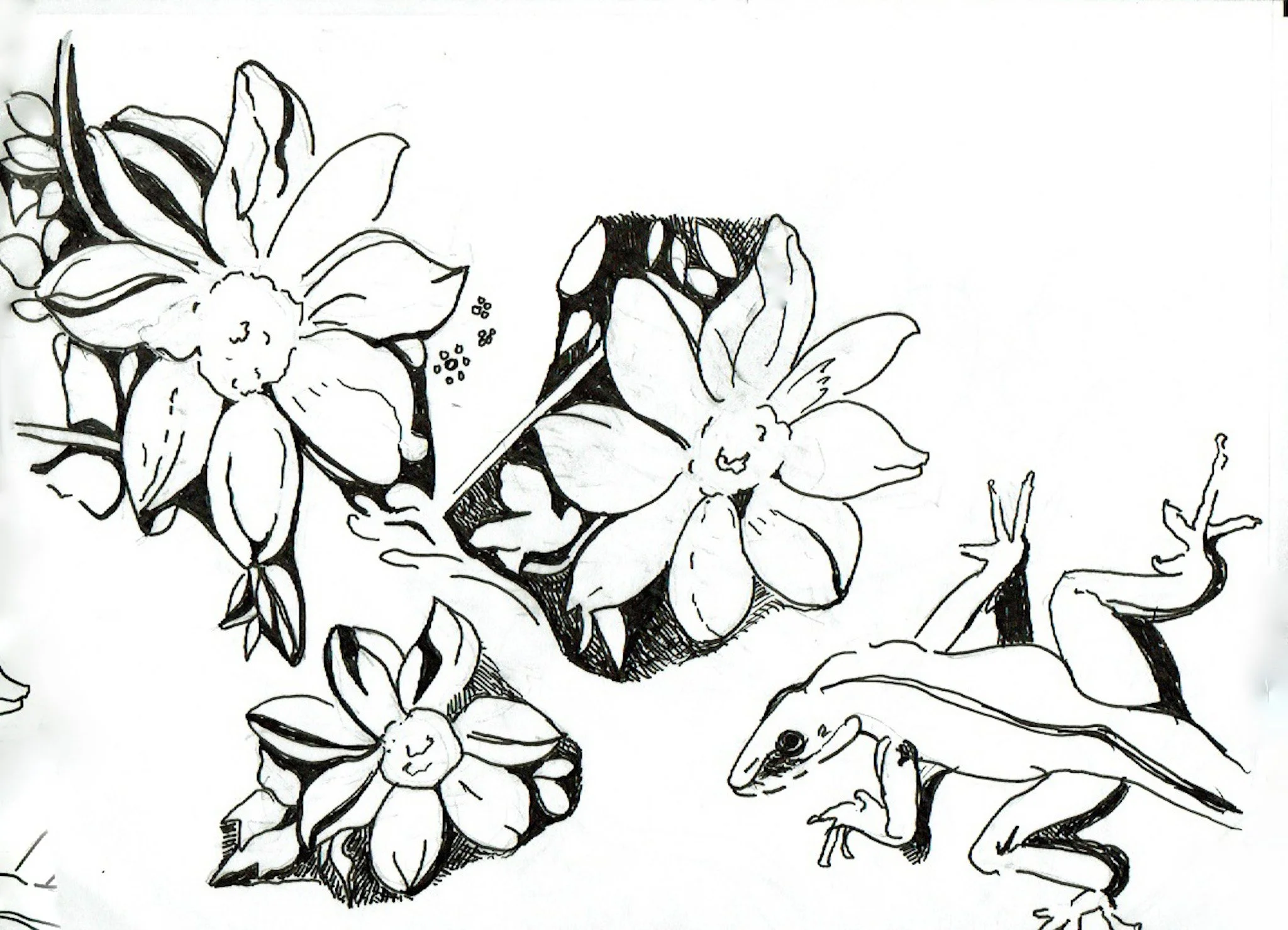 "Lizard in the Flower" 2019, Pen on ink