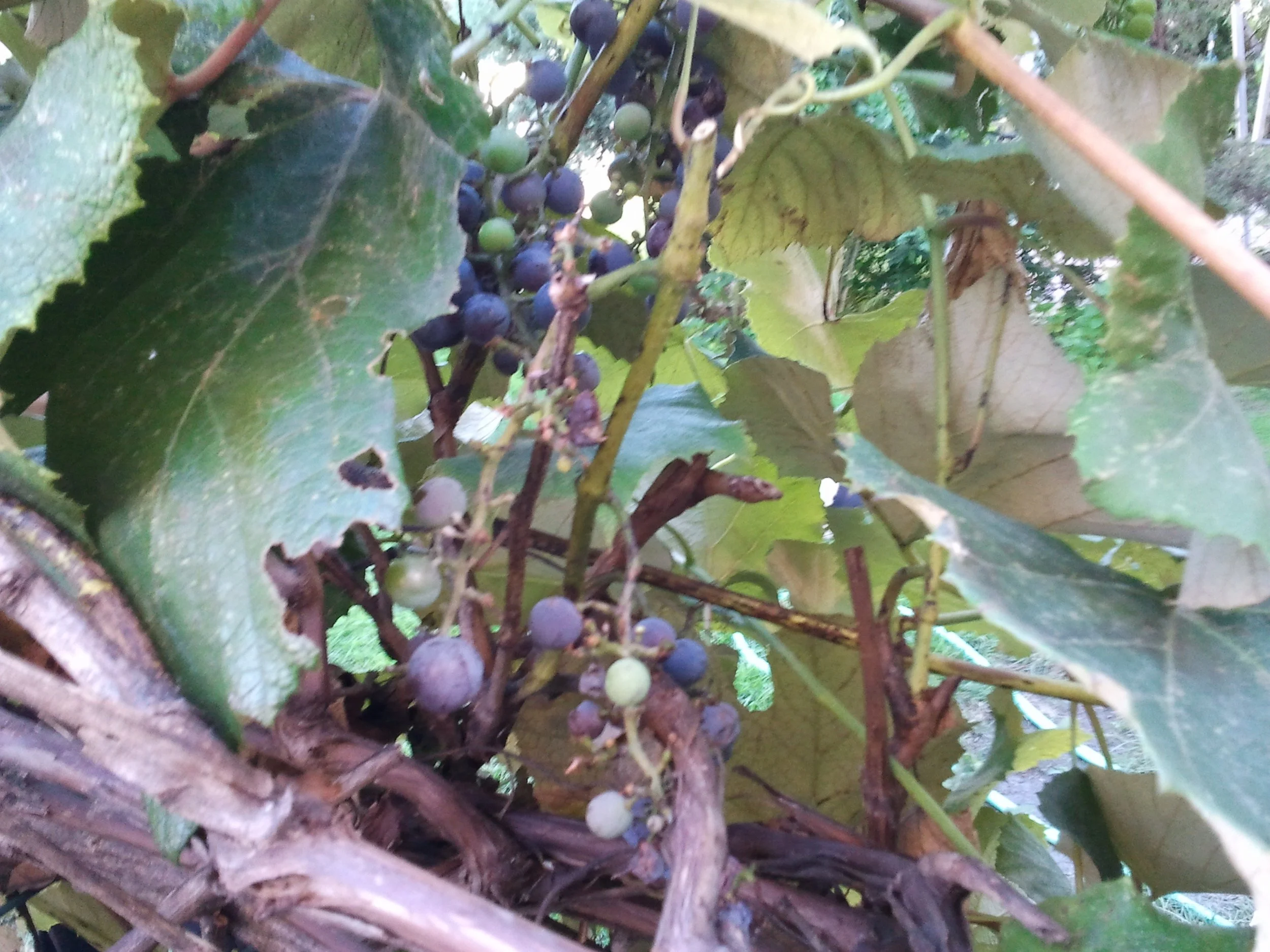 2011-09-07 15.35.44.jpeg