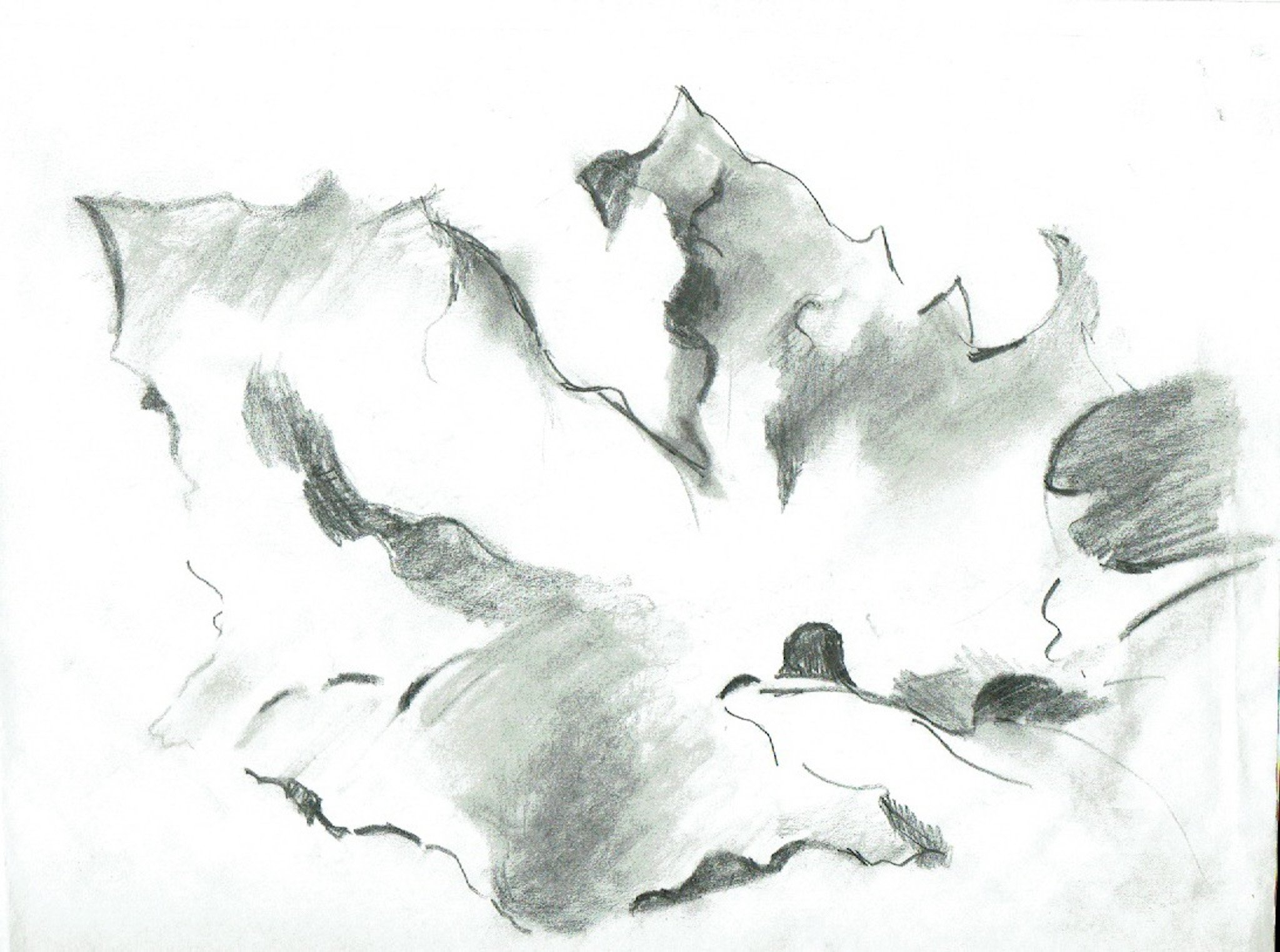 "Maple Leaf" 4/29/2019, Pencil on archival paper, Chicago Botanical Garden Master Drawing Class