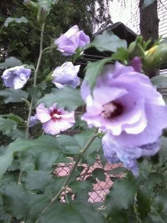 1295733701990 2.jpeg