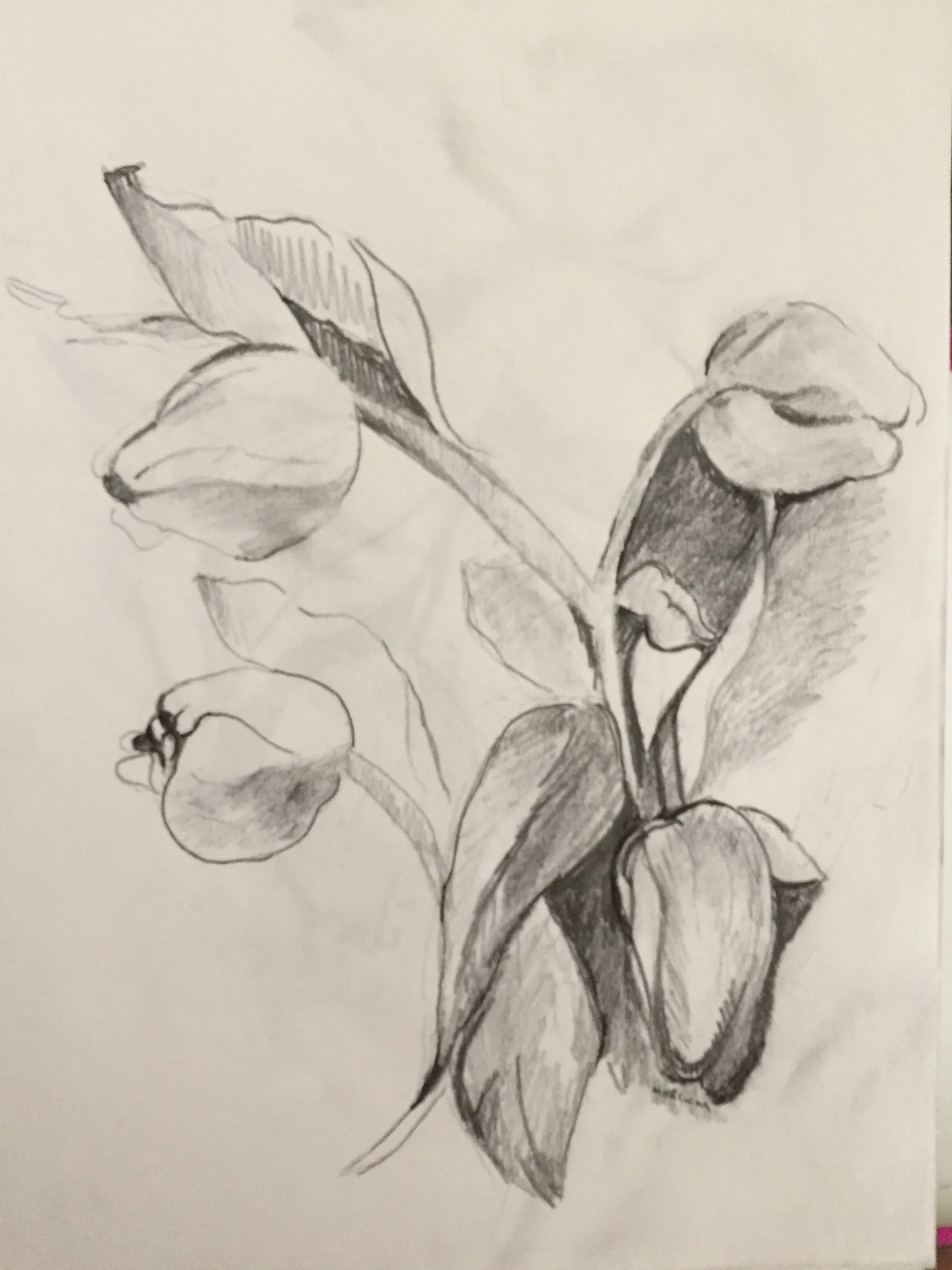 "Tulip Study" 2019, Pencil on paper, Chicago Botanical Garden