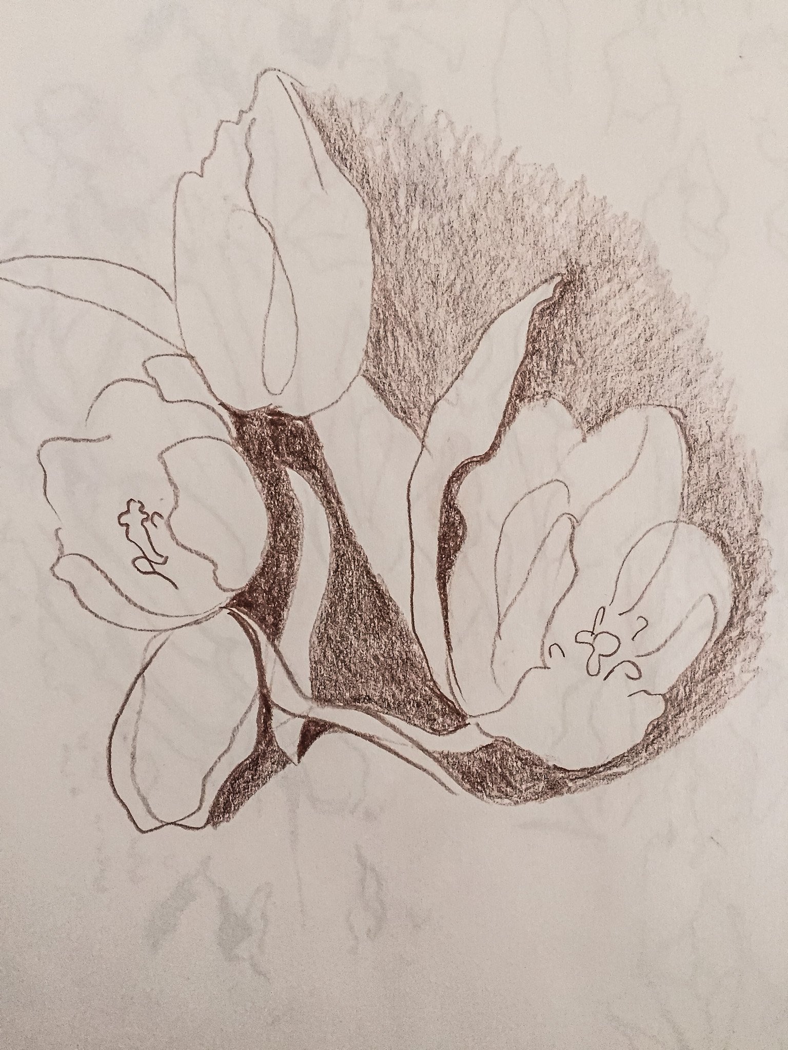 "Tulips In Bloom" 2019, Pencil on paper