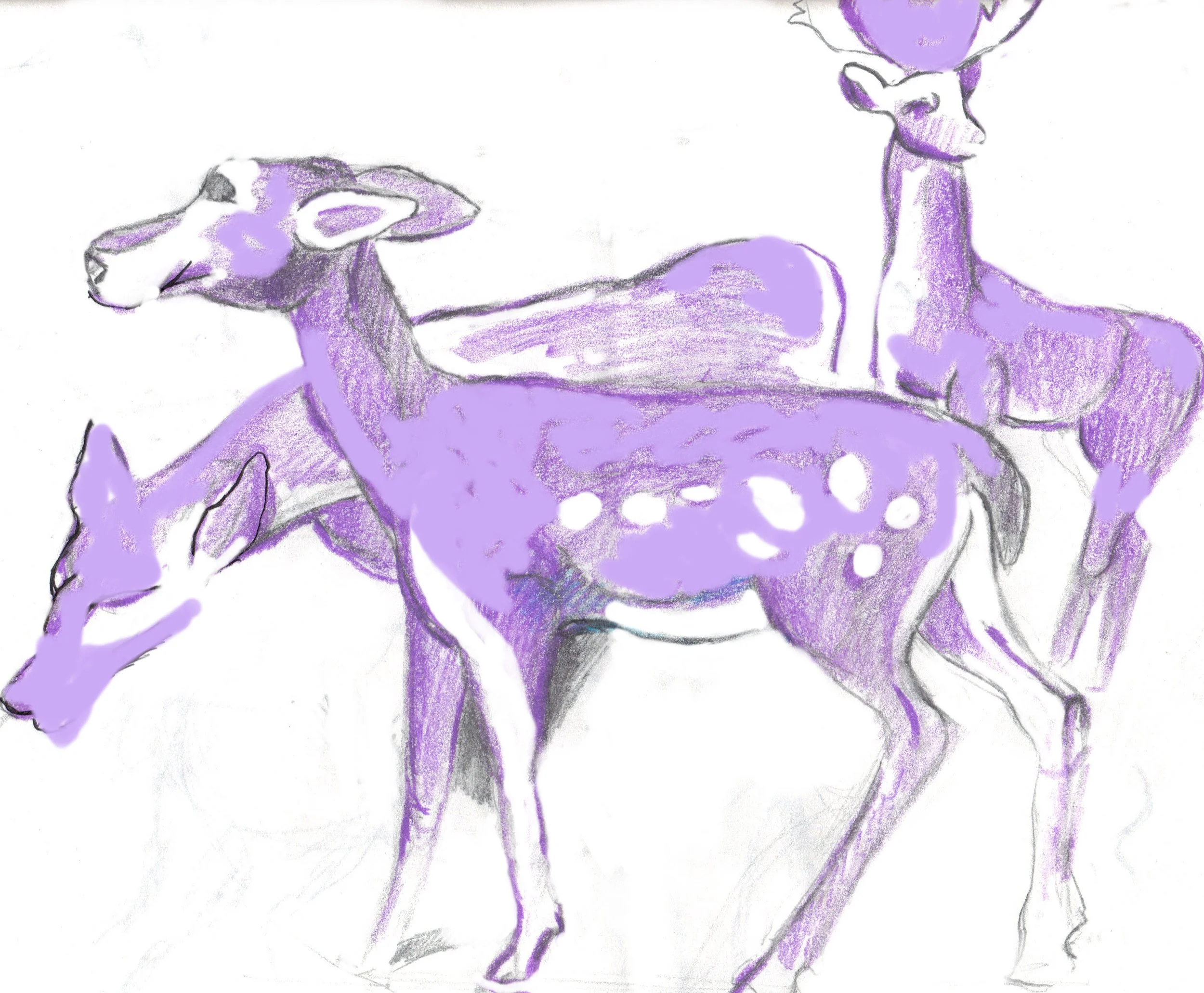 "Deer 1" 2012, Colored pencil on paper
