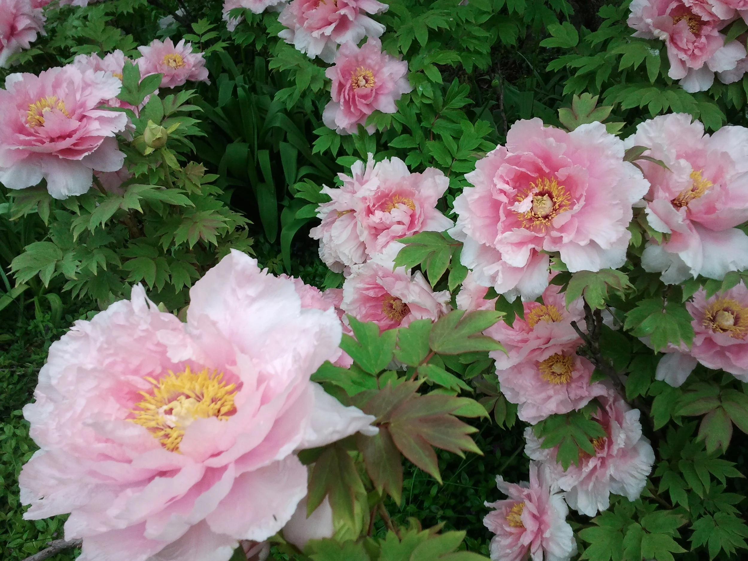 2012-05-02 10.40.15 2.jpeg