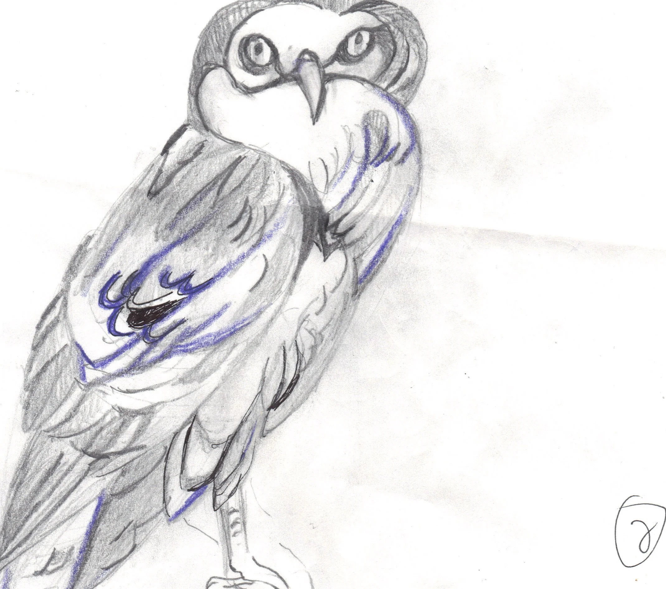 "Owl" 2000, Pencil & ink on paper, Chicago Field Museum art collection