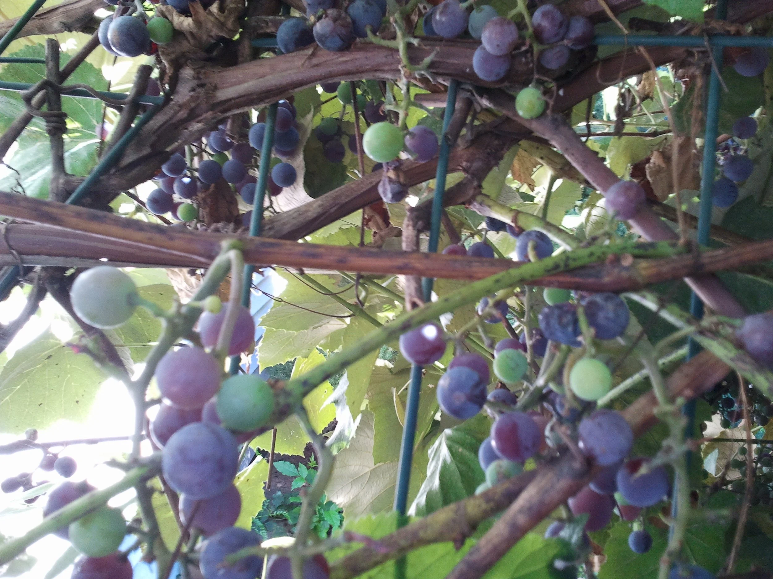 2011-09-07 15.36.00.jpeg