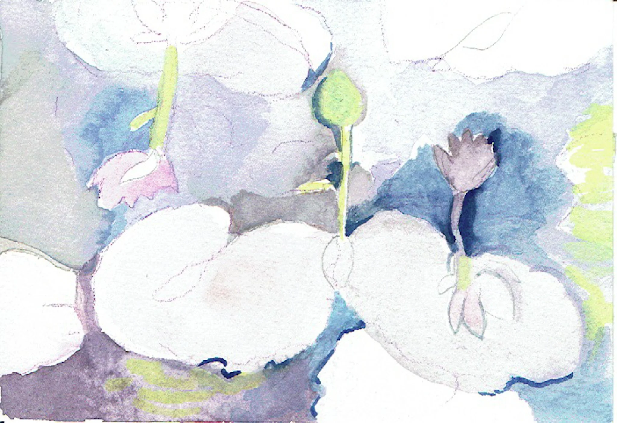 "Lillie Pond" 2020's, Watercolor on handmade paper