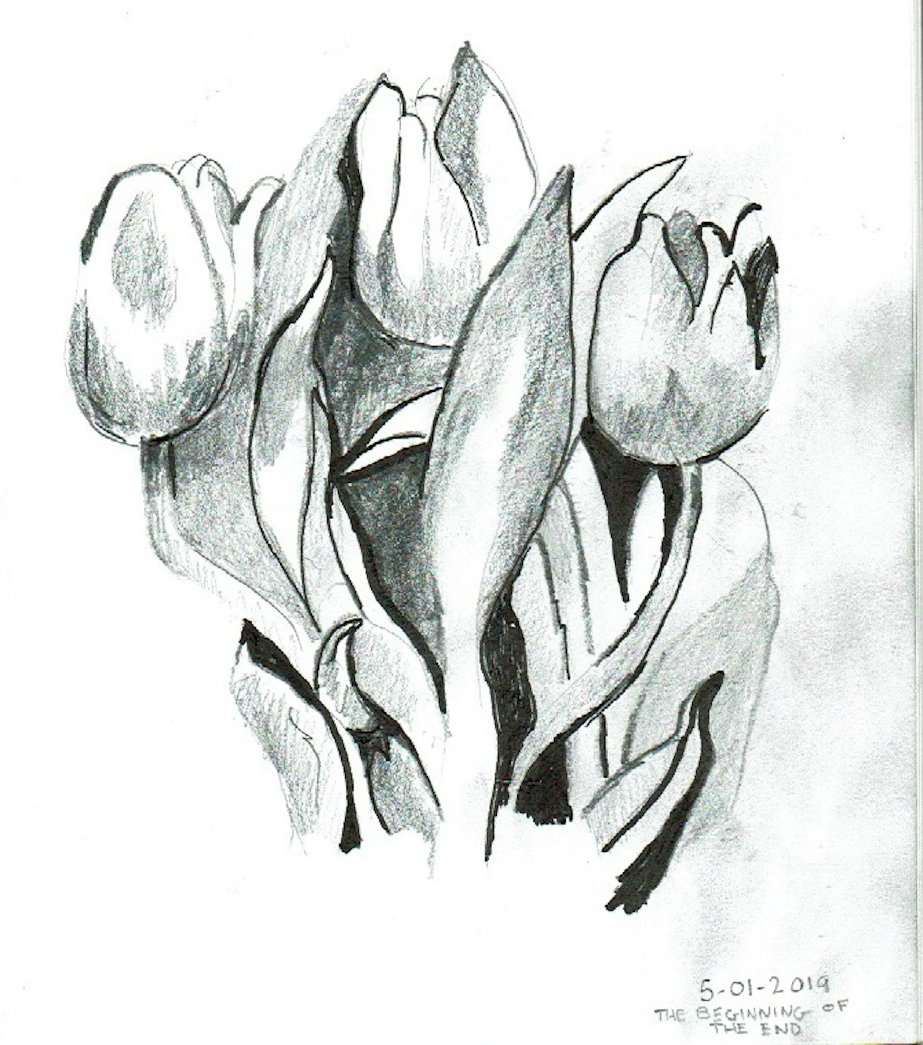 "Tulips" 2019, Pencil & Ink on paper
