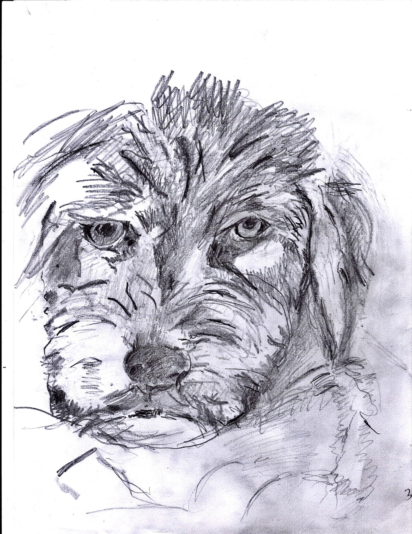 "Nick's Dog" 2022, Pencil on paper