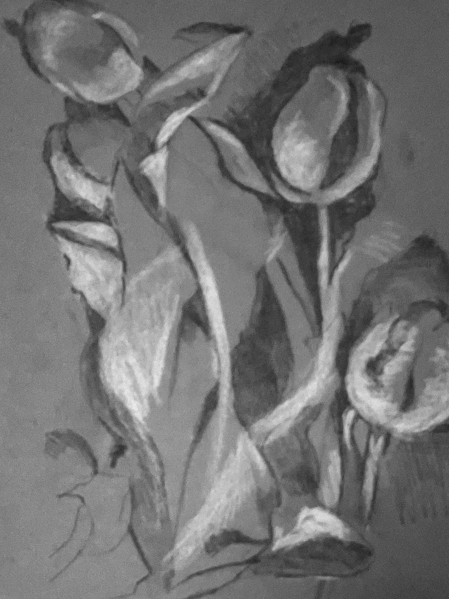 "Tulips" 2019, Charcoal on paper, Study from botanical drawing class, Chicago Botanical Garden