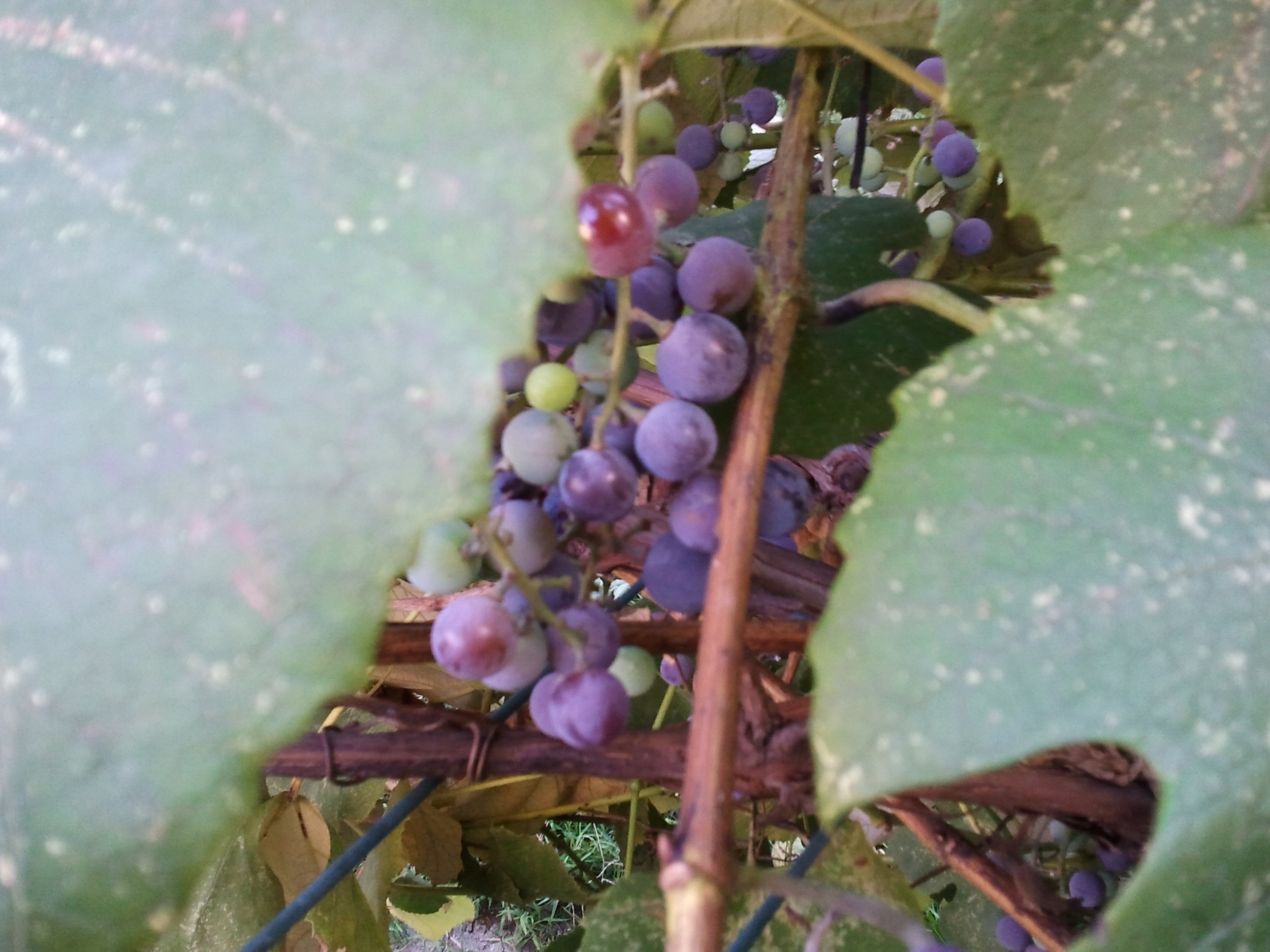 2011-09-07 15.35.32.jpeg