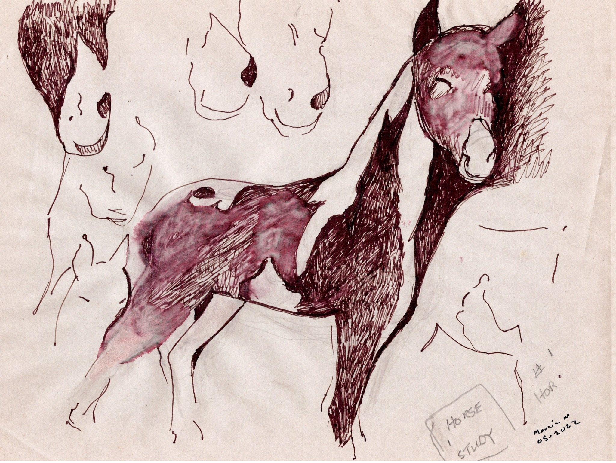 "Horse Study" 2022, Pen on paper