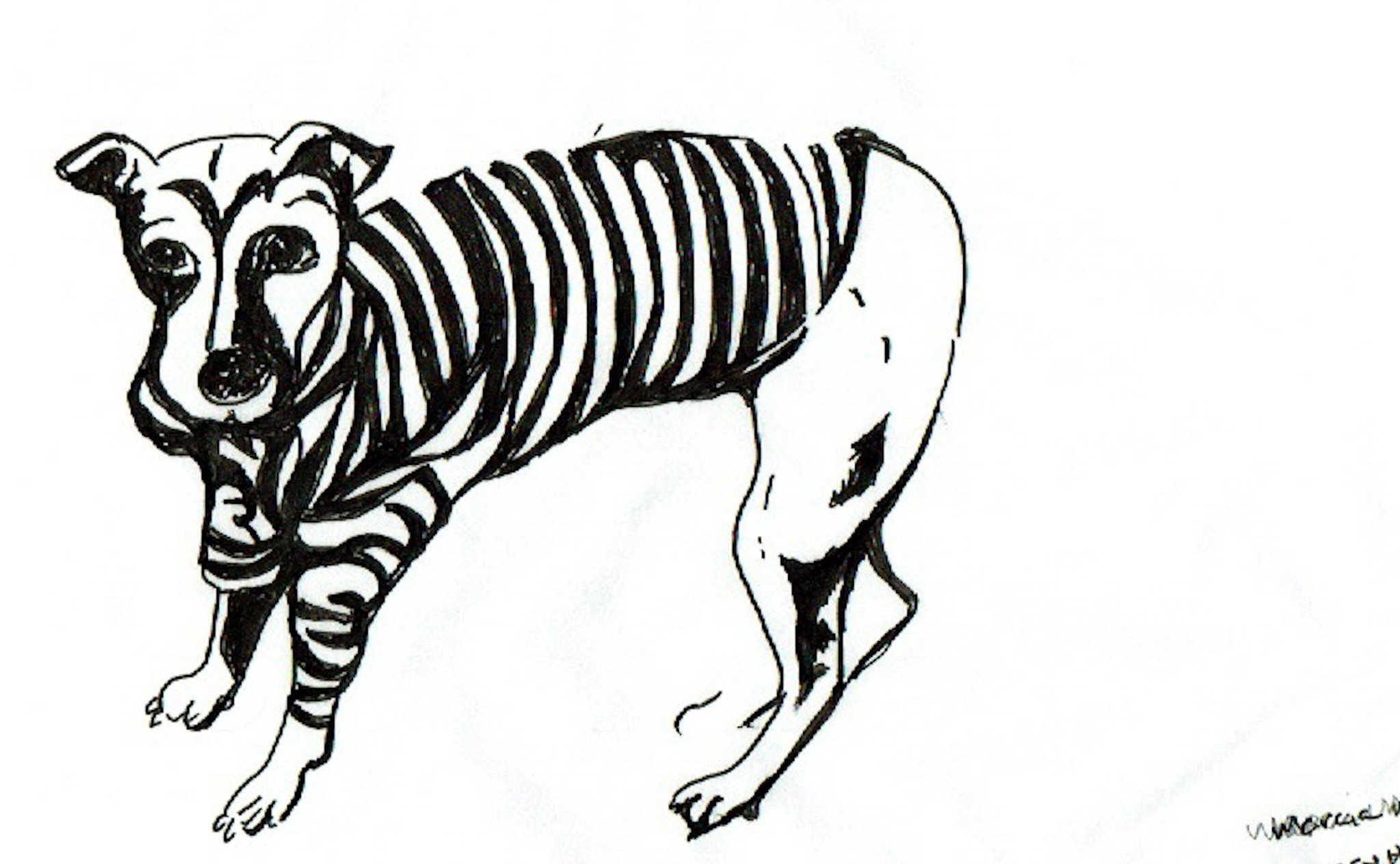 "Greyhound Rescue 2" 2019, Pen on paper