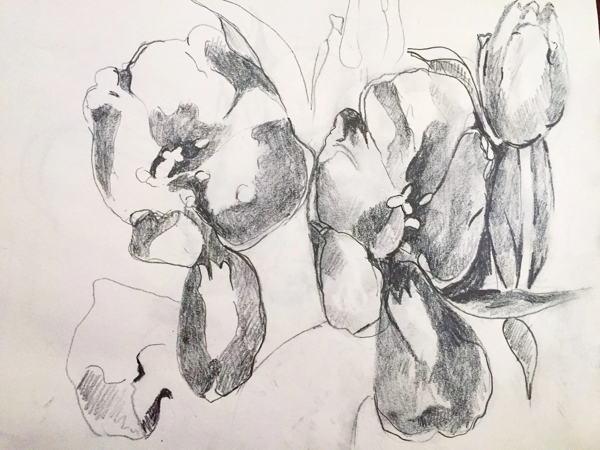 "The Internal Organs of Flowers" 2019, Pencil on paper