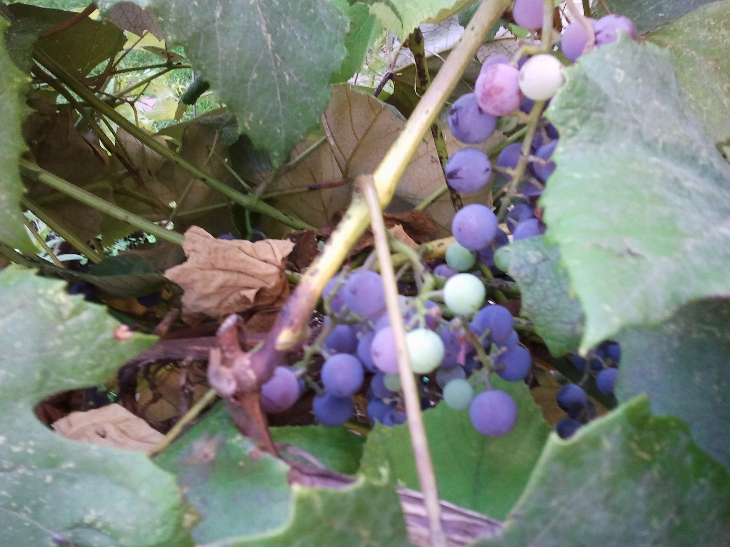 2011-09-07 15.35.36.jpeg